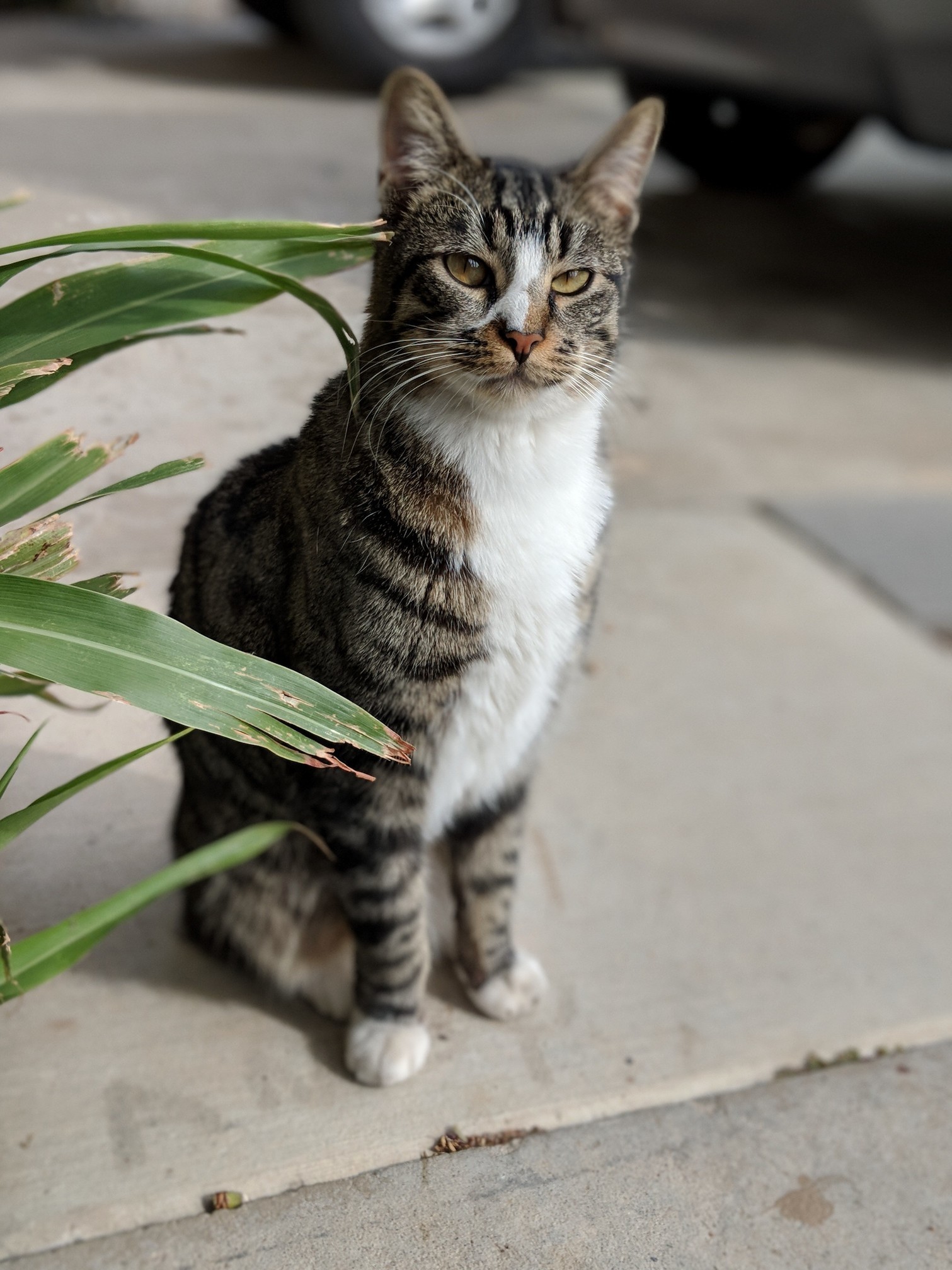 Neighborhood Cat