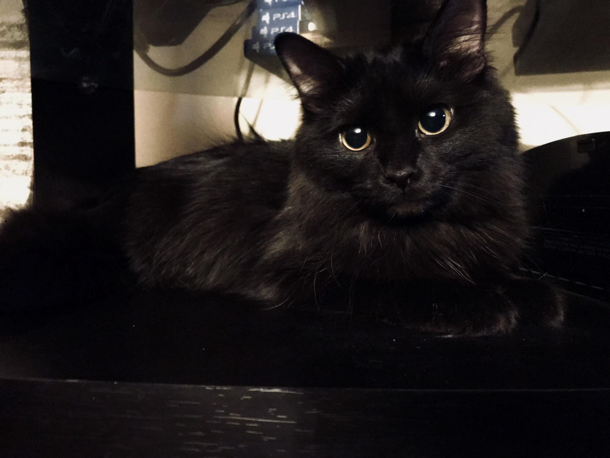 New Addition to the Family. Our 6 Month Old Ball of Fluff, Juju.