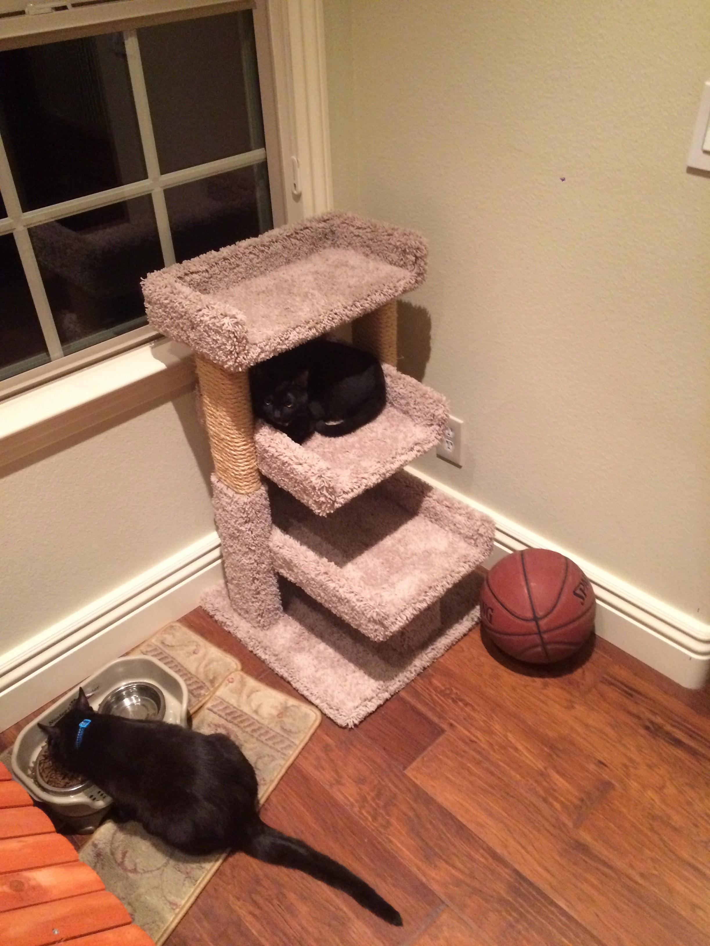 New Cats, Jesse (Male) on Theleft and Ember (Female) on the Right
