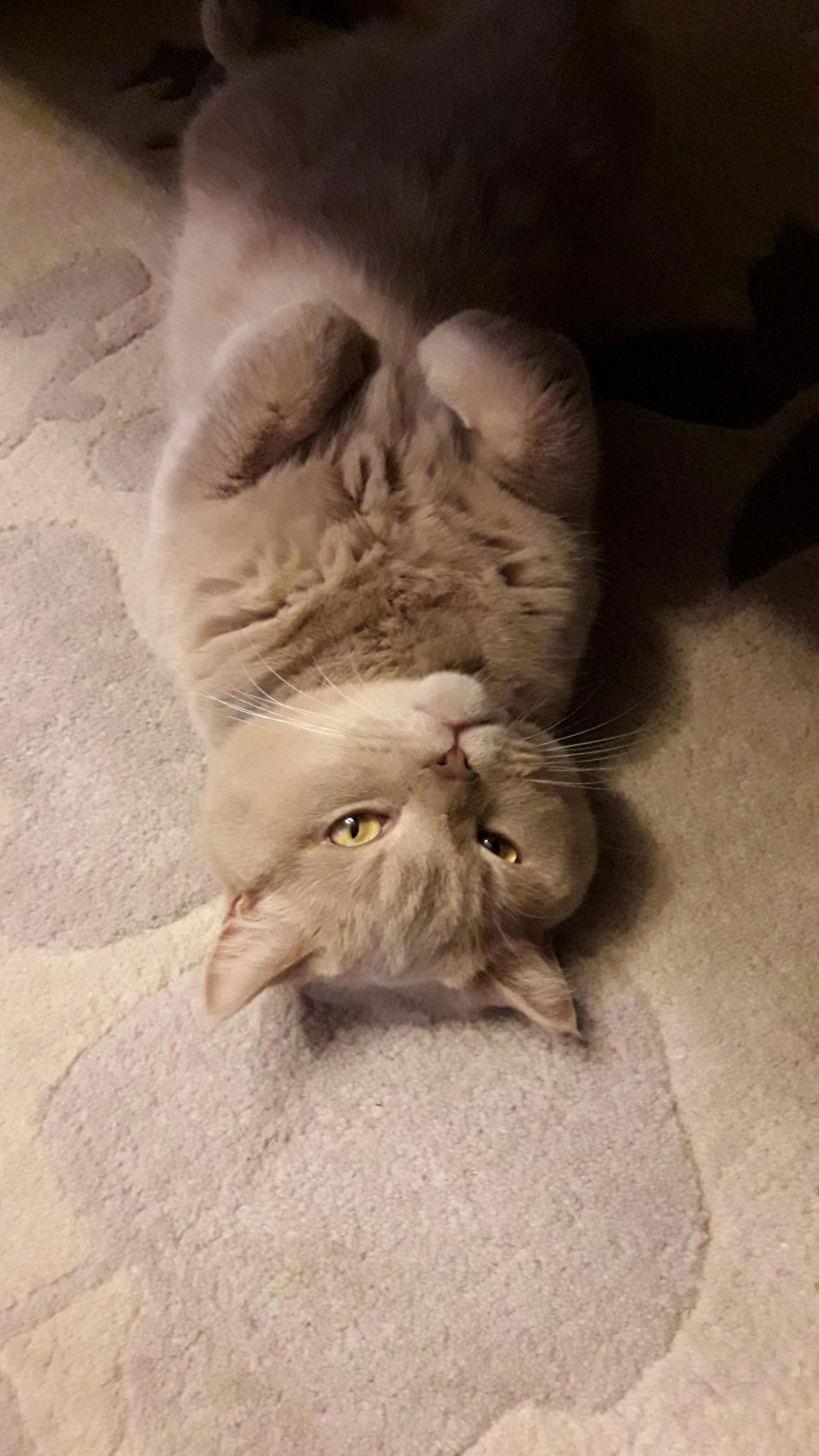 New to This Sub. ID Like to Introduce Charlie.