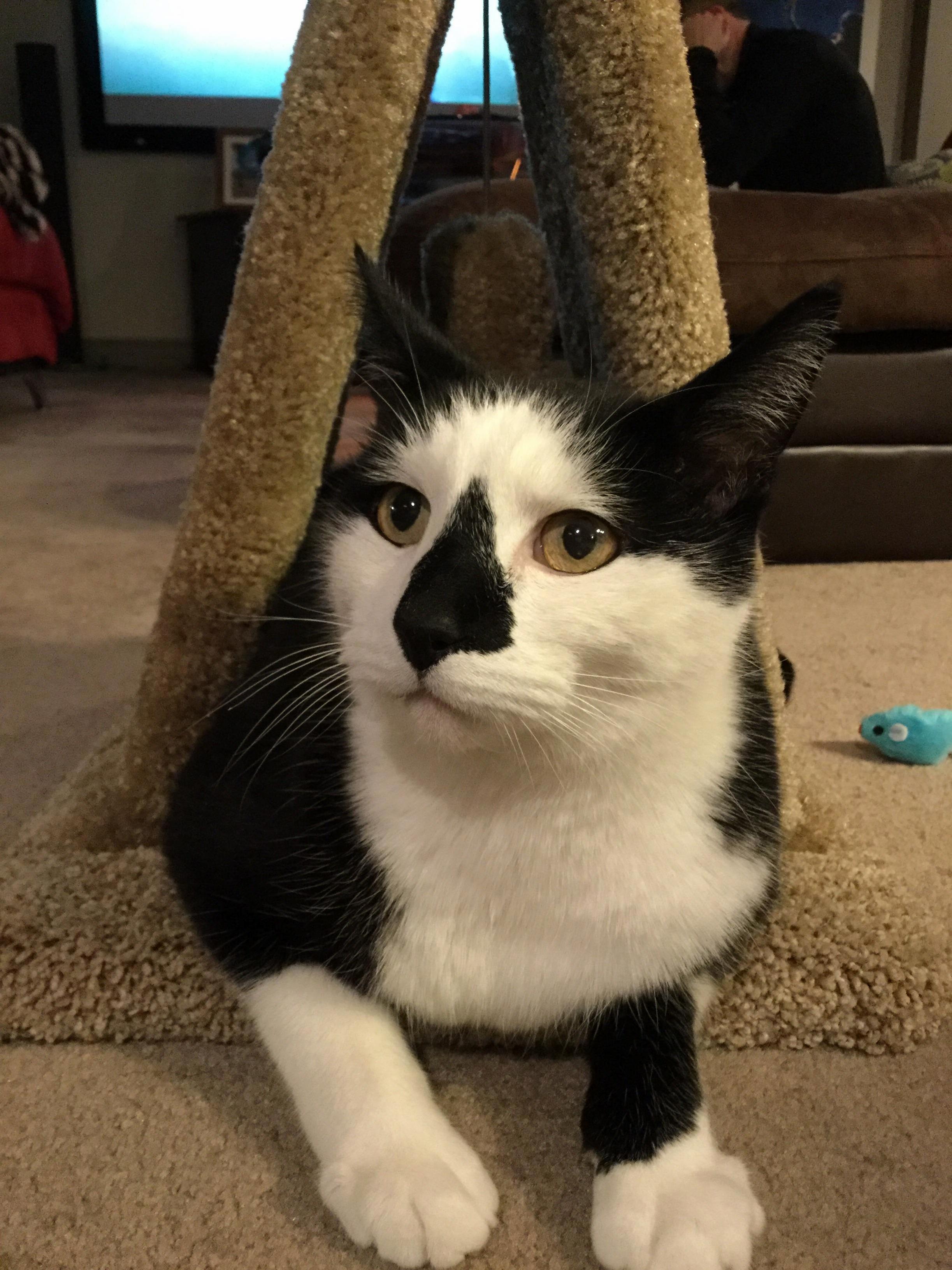 No Matter How Small the Pyramid, I Am the Ruler!