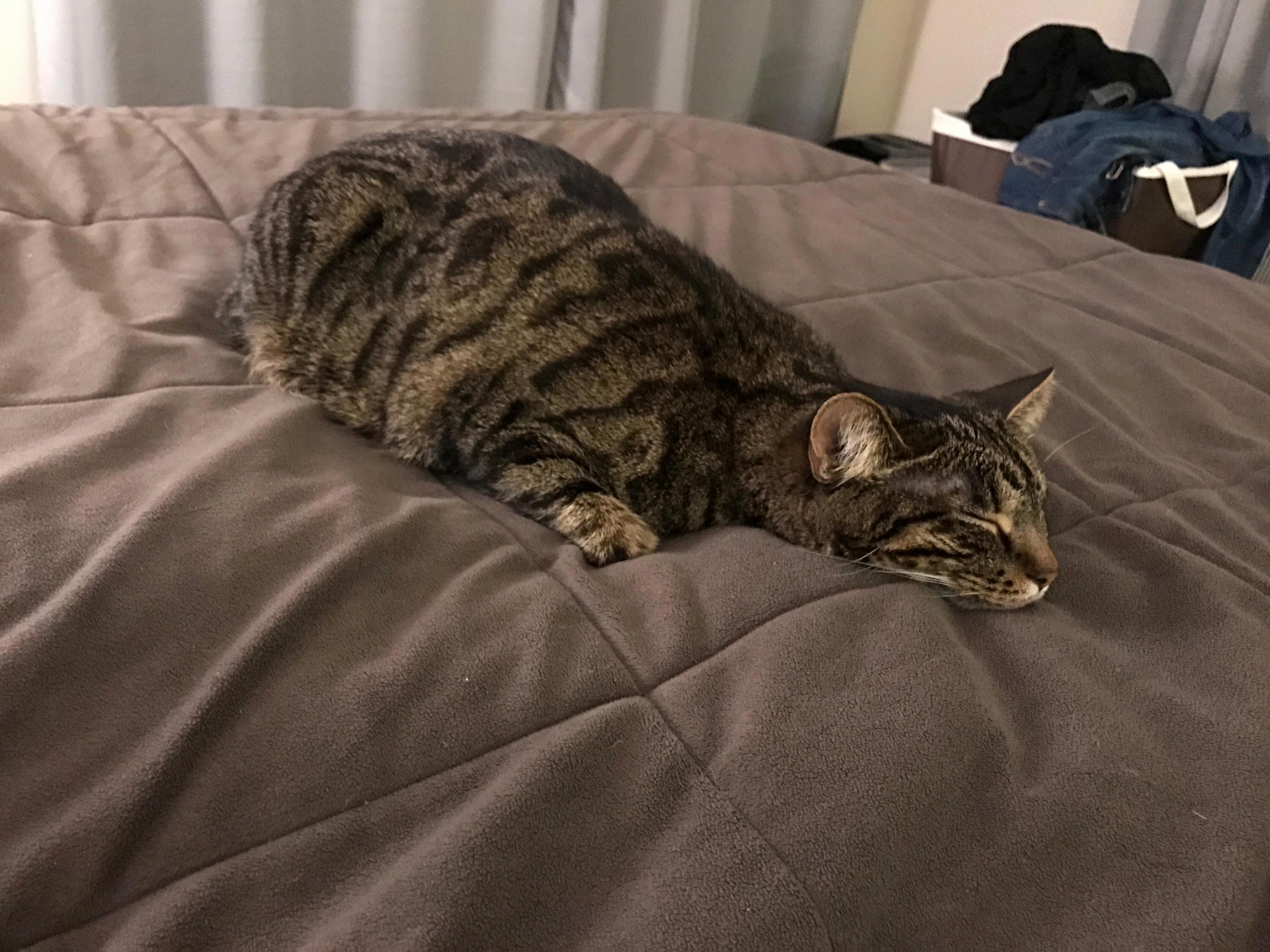 Not Sure If Cat or Seal