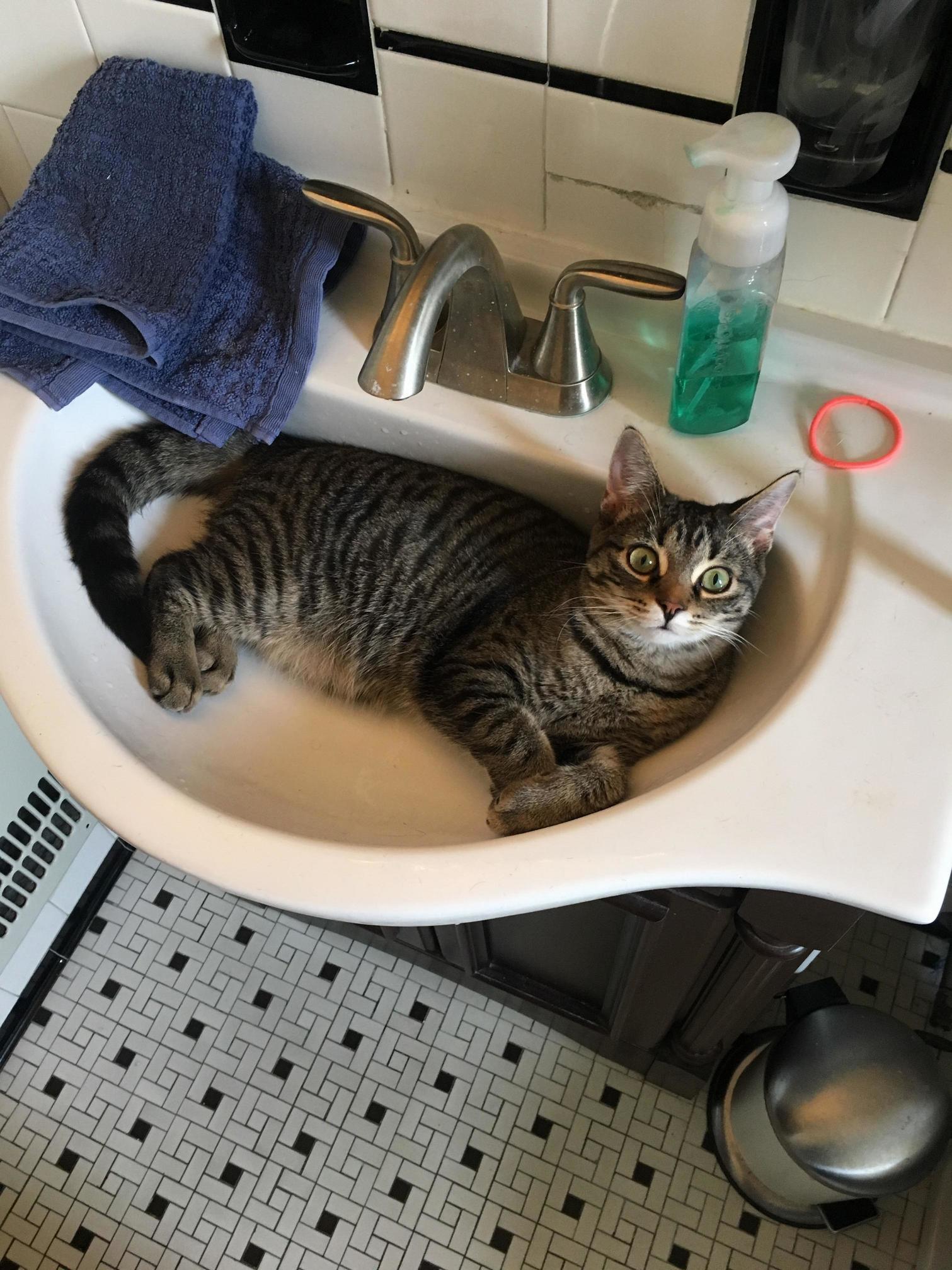 Obi Just Discovered the Sink, Mind Blown