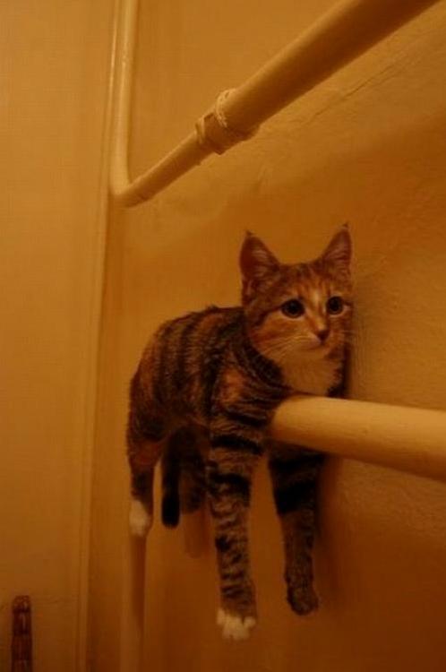 Ohh Mew Mew What Did You Do