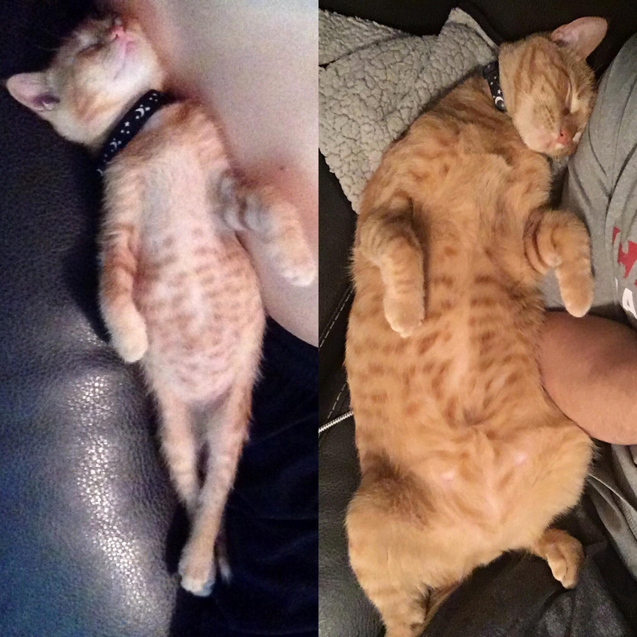 Once a Kitten, Always a Kitten
