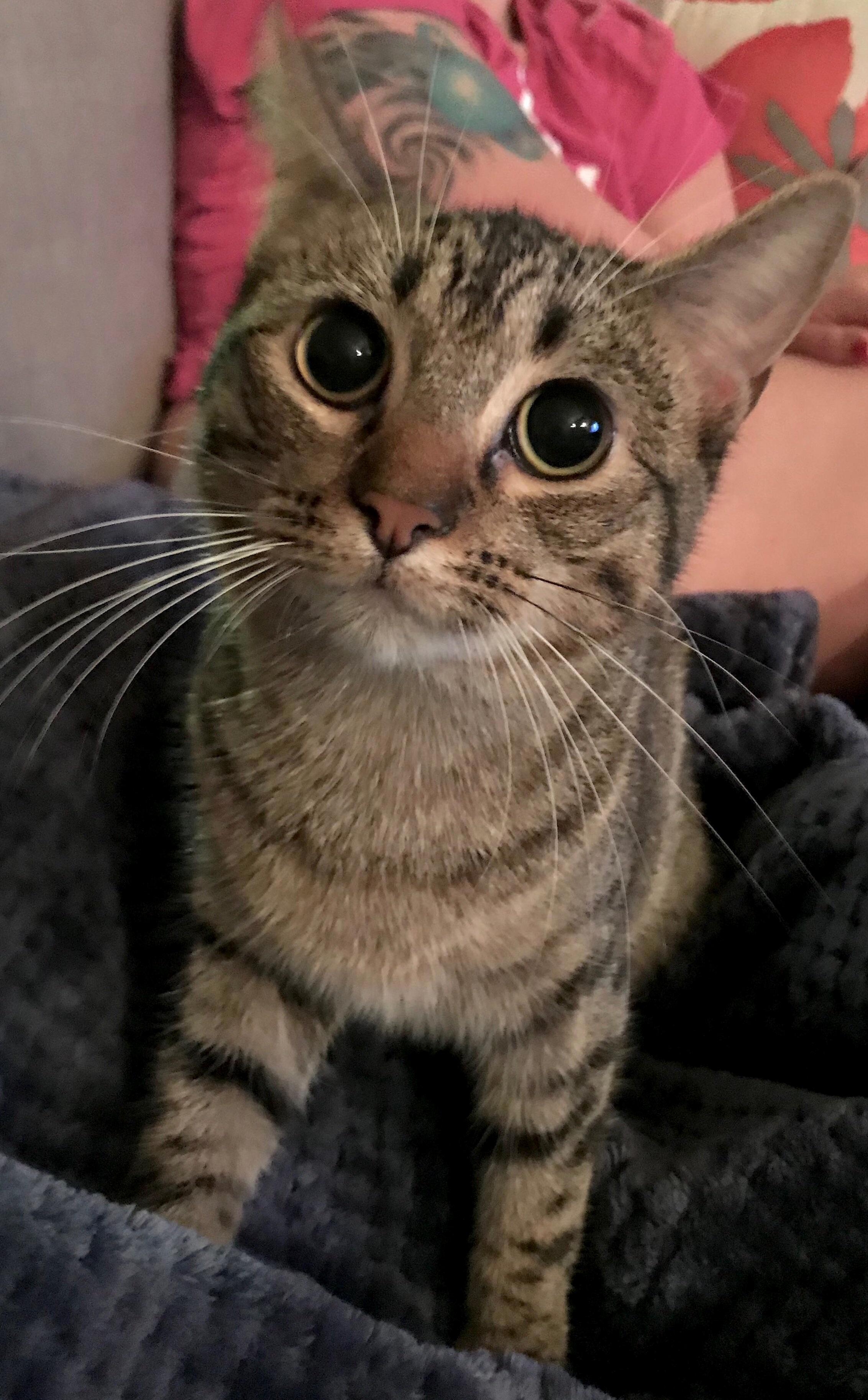 Our Baby Girl Toni Pretending to Be Innocent