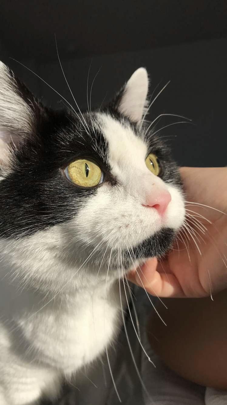 Our Blind Kitter Gracie