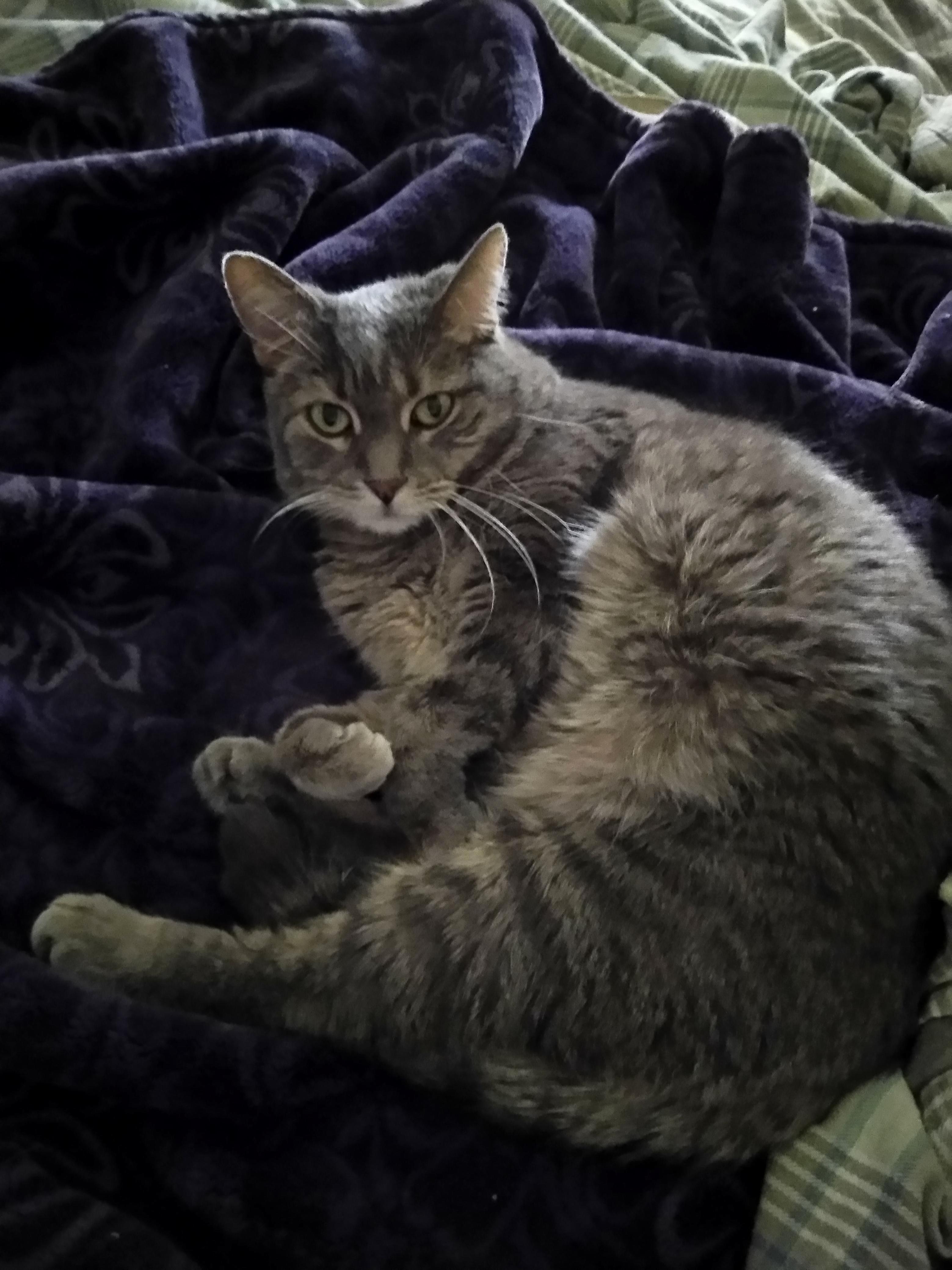 Our Furbaby Has Cancer. We Arent Doing Chemo, So Everyone Wish Her a Long and Happy Life!