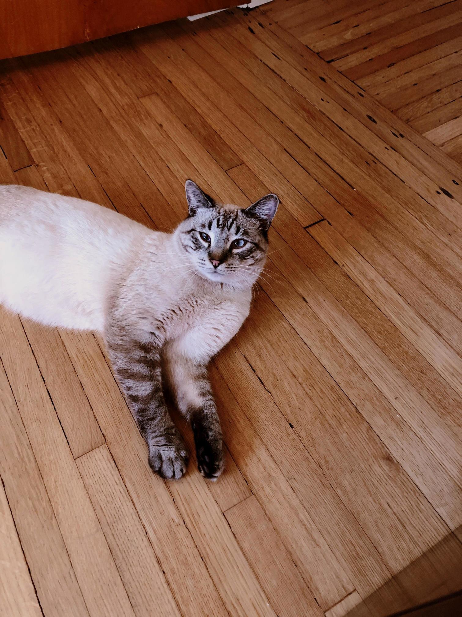 Our Little Street Cat Tested Positive for Fiv Yesterday. Im Glad We Decided to Keep Him Instead of Giving Him to a Shelter or Rescue!