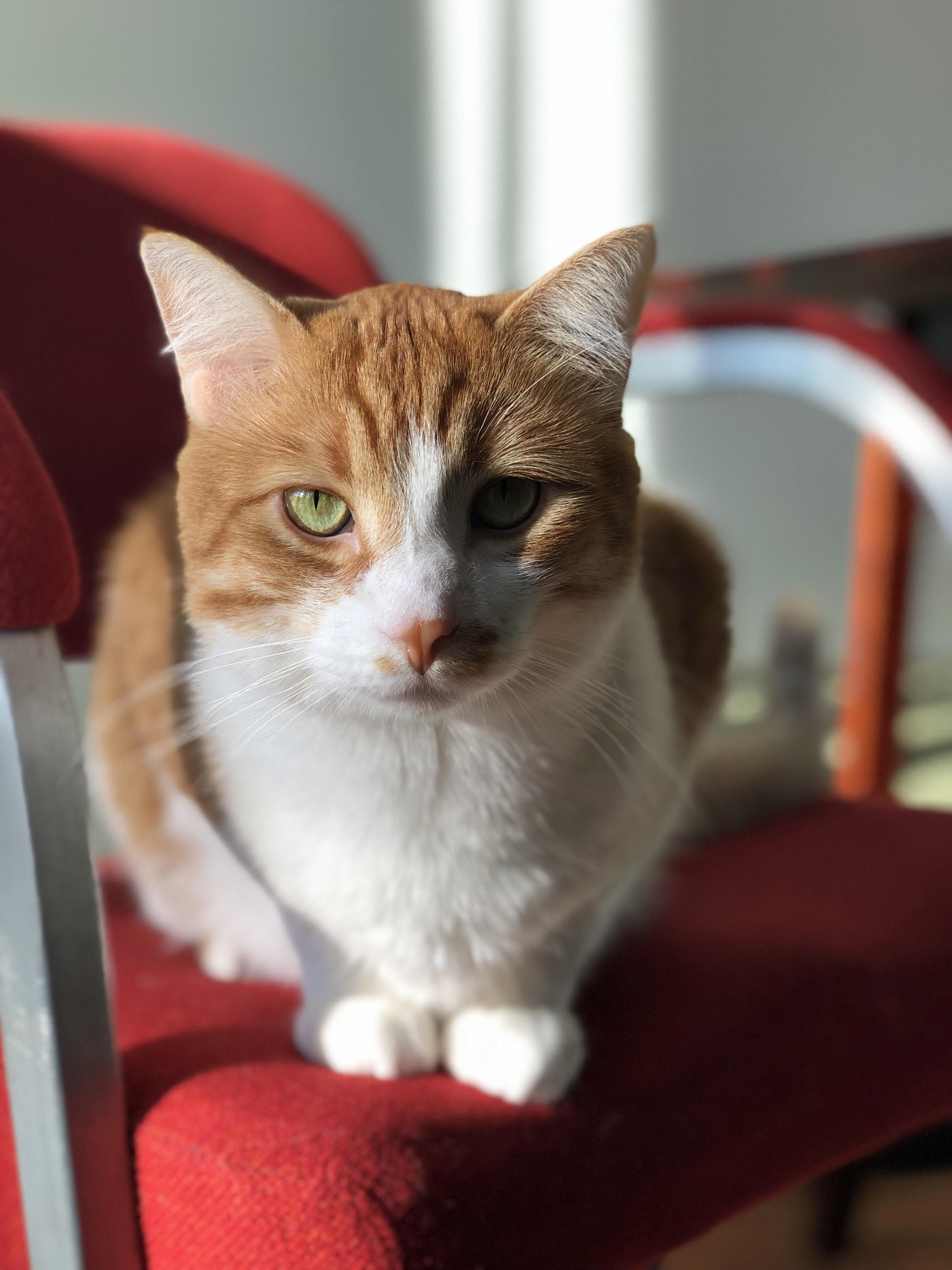 Our Sweet Boy Oscar Is Excited to Move and Get a Sibling