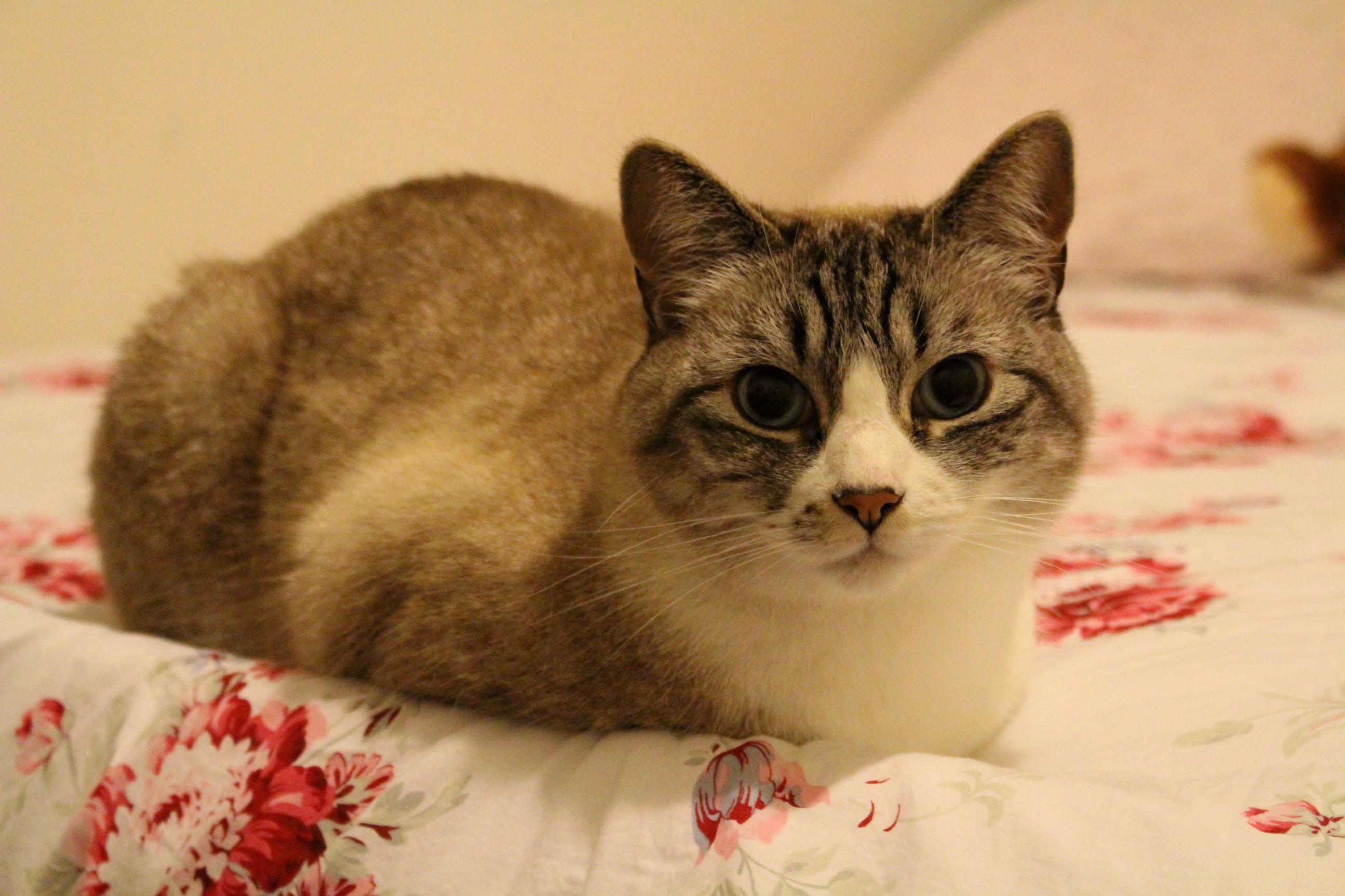 Our Sweet, Loving, Anxious, Crazy, Little Rescue Baby.