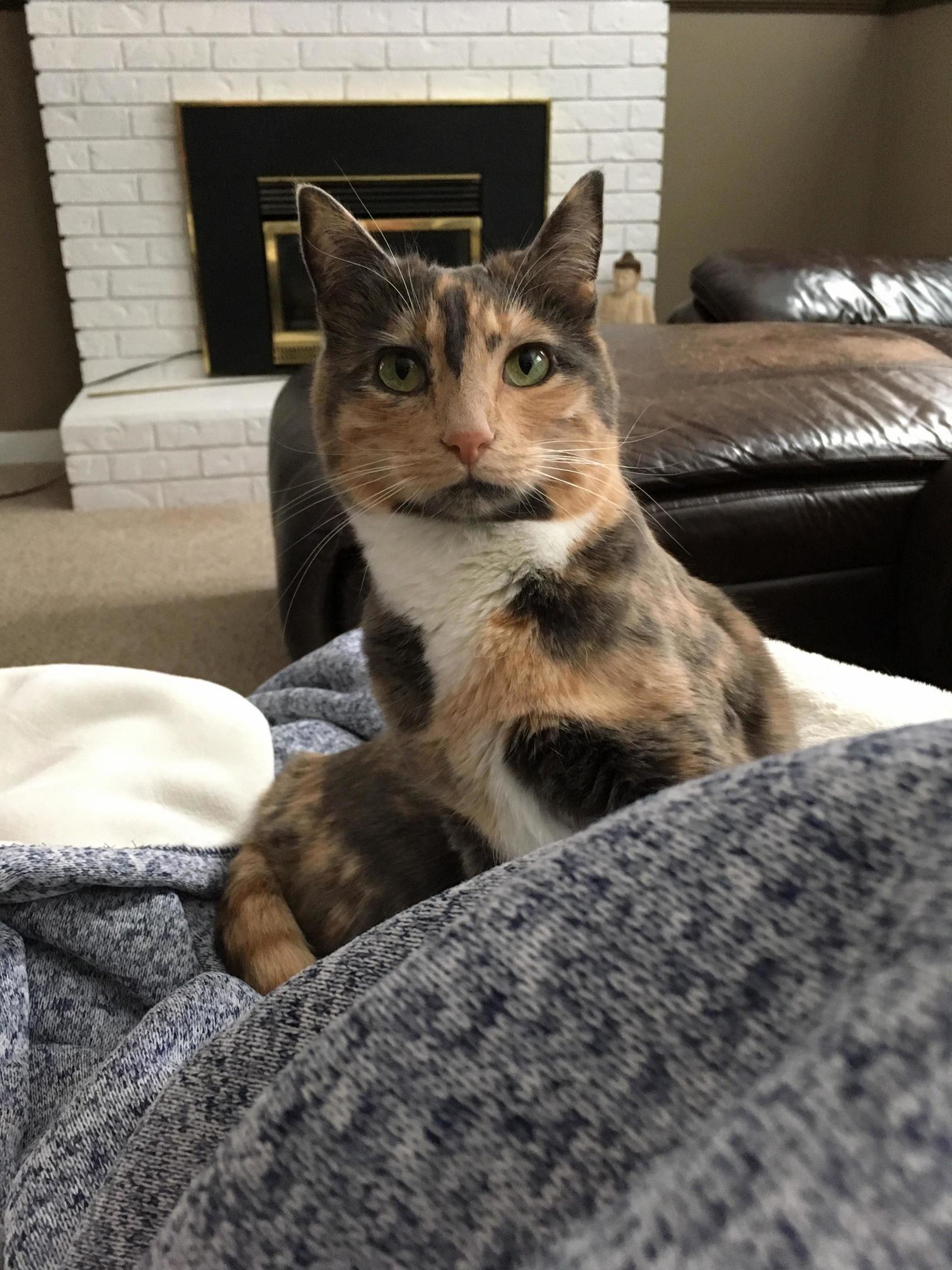 Our Two Year Old Foster Fail June, Snuggling on a Cold Canadian Winter Day