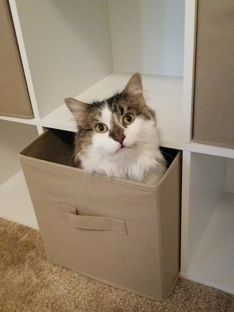 Penny, My Type 1 Diabetic Cutie