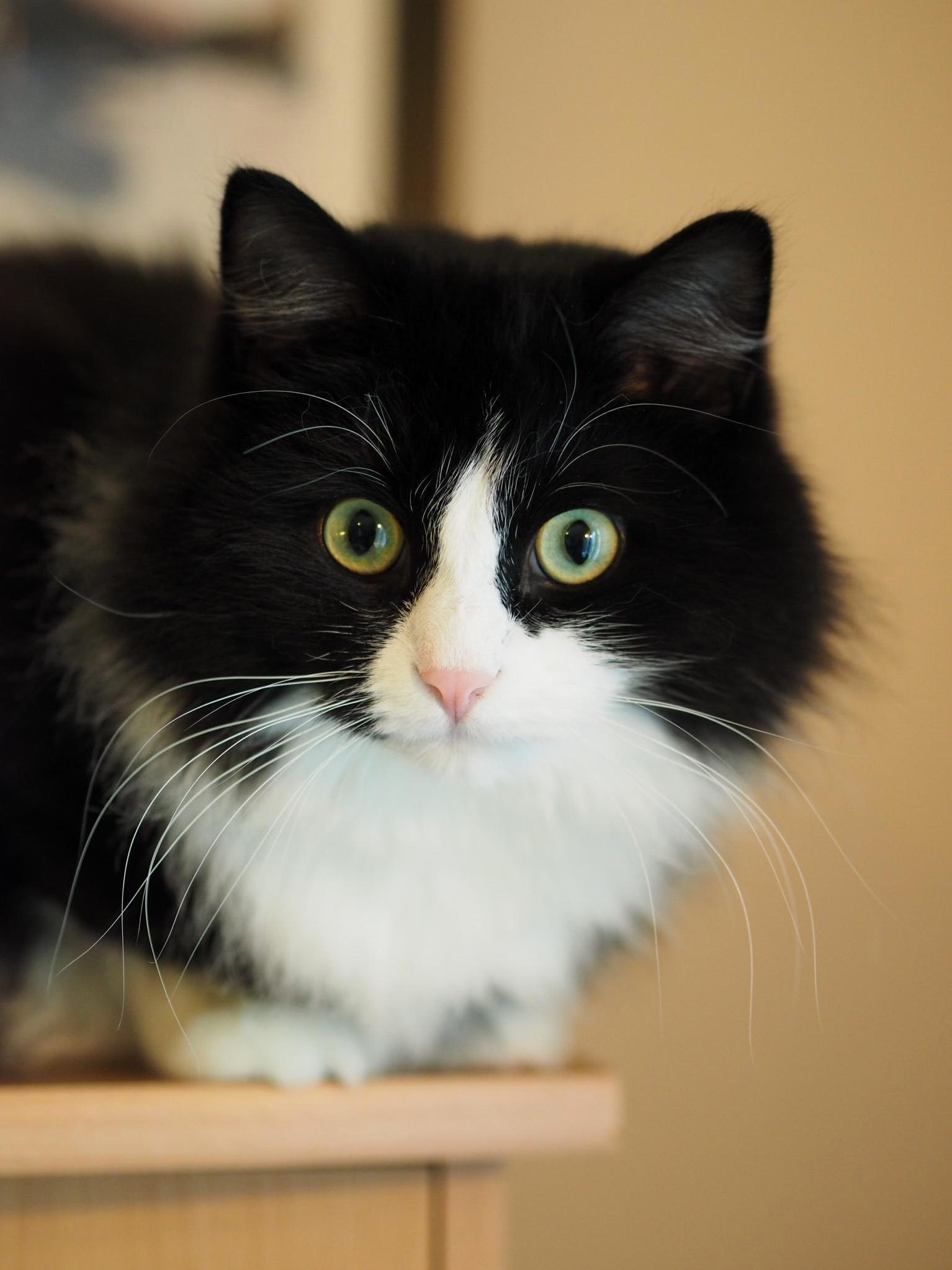 People Say That My Cat, Captain Haddock, Is a Very Photogenic Cat. I Agree.