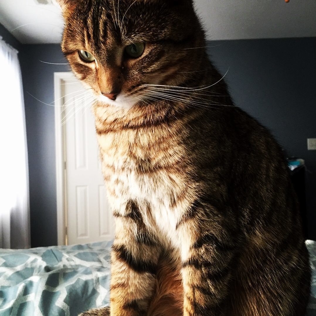 Perfect Whiskers