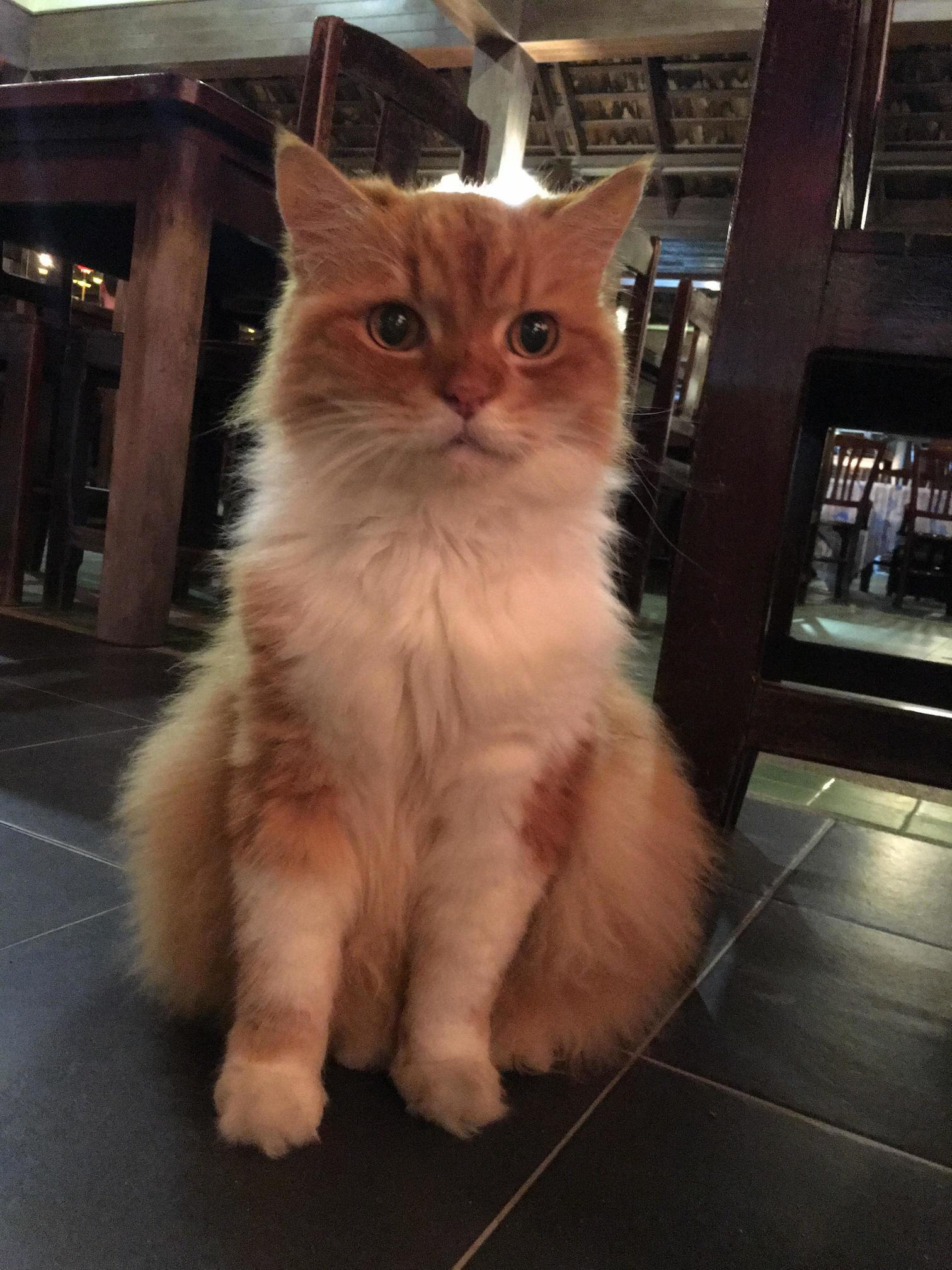Phi Phi Island Is Filled with Beautiful Cats )