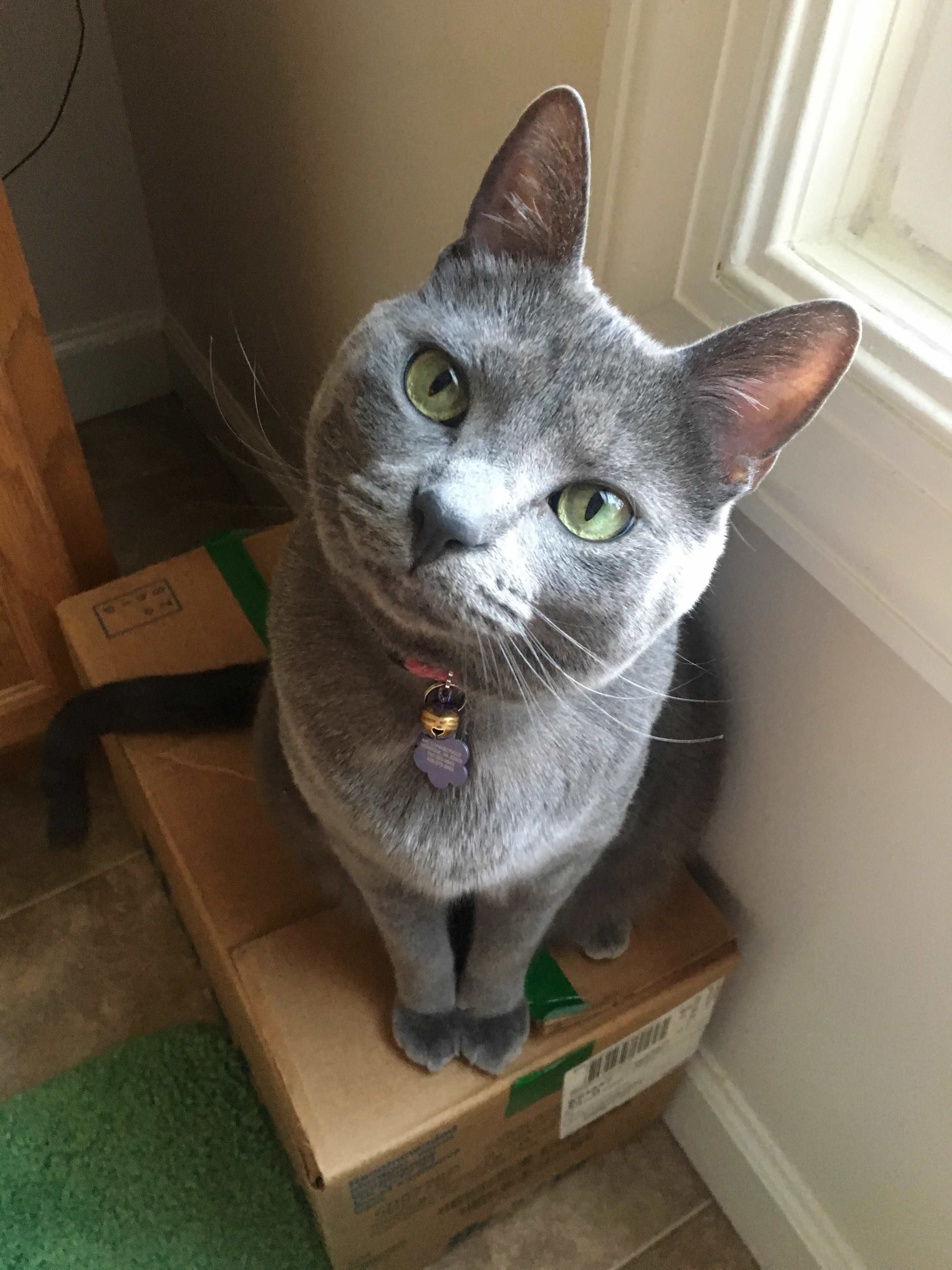 Please Comment Your Cats Instagram Handle So My Cat Can Follow Them. We Need More Cat Pictures in Our Life.