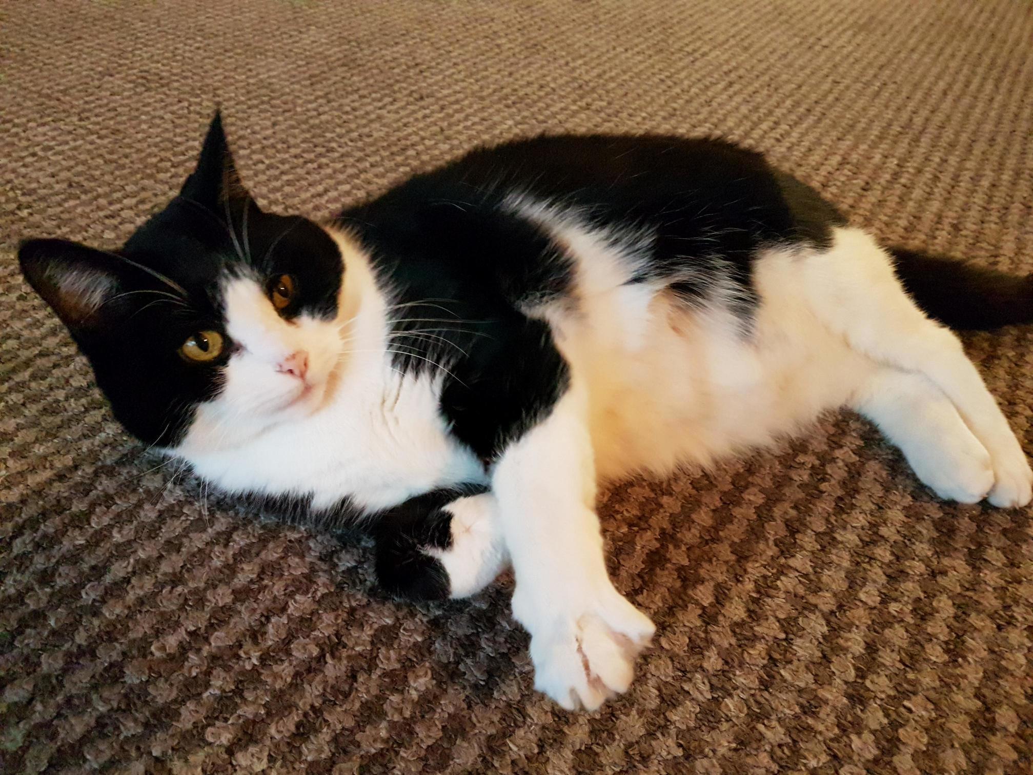 Poppy (14yo, 3 Careful Owners)