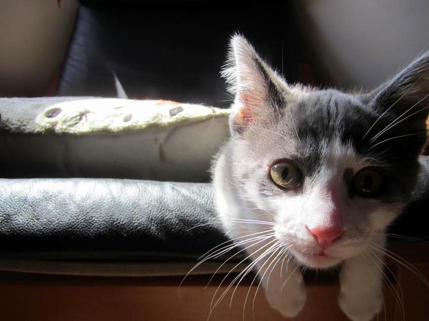 Prepared to Pounce