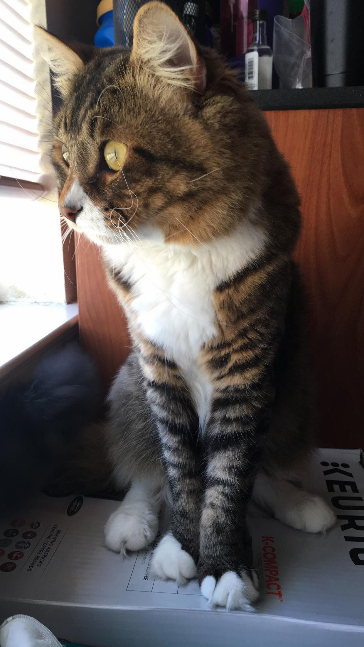 Pretty Steve