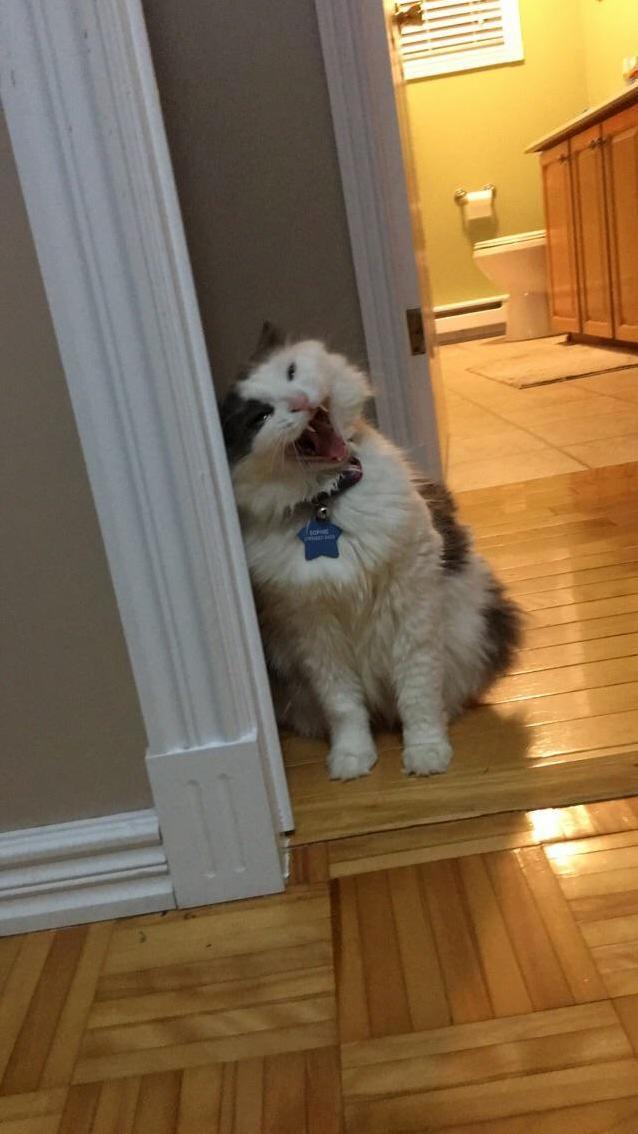 Probably My Favourite Picture Ive Taken of My Cat Sophie. She Was Mid Yawn