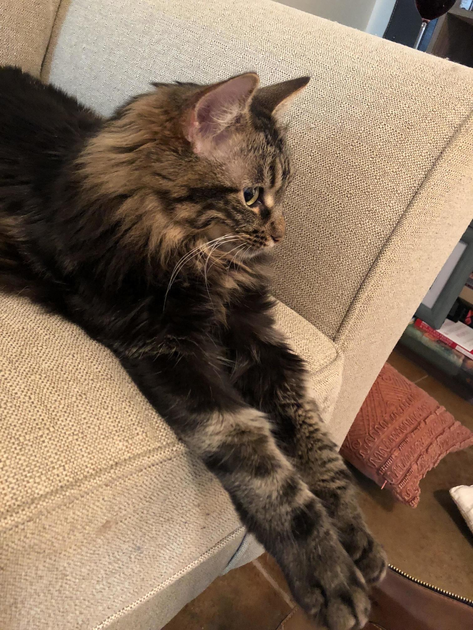 Proper Fluff