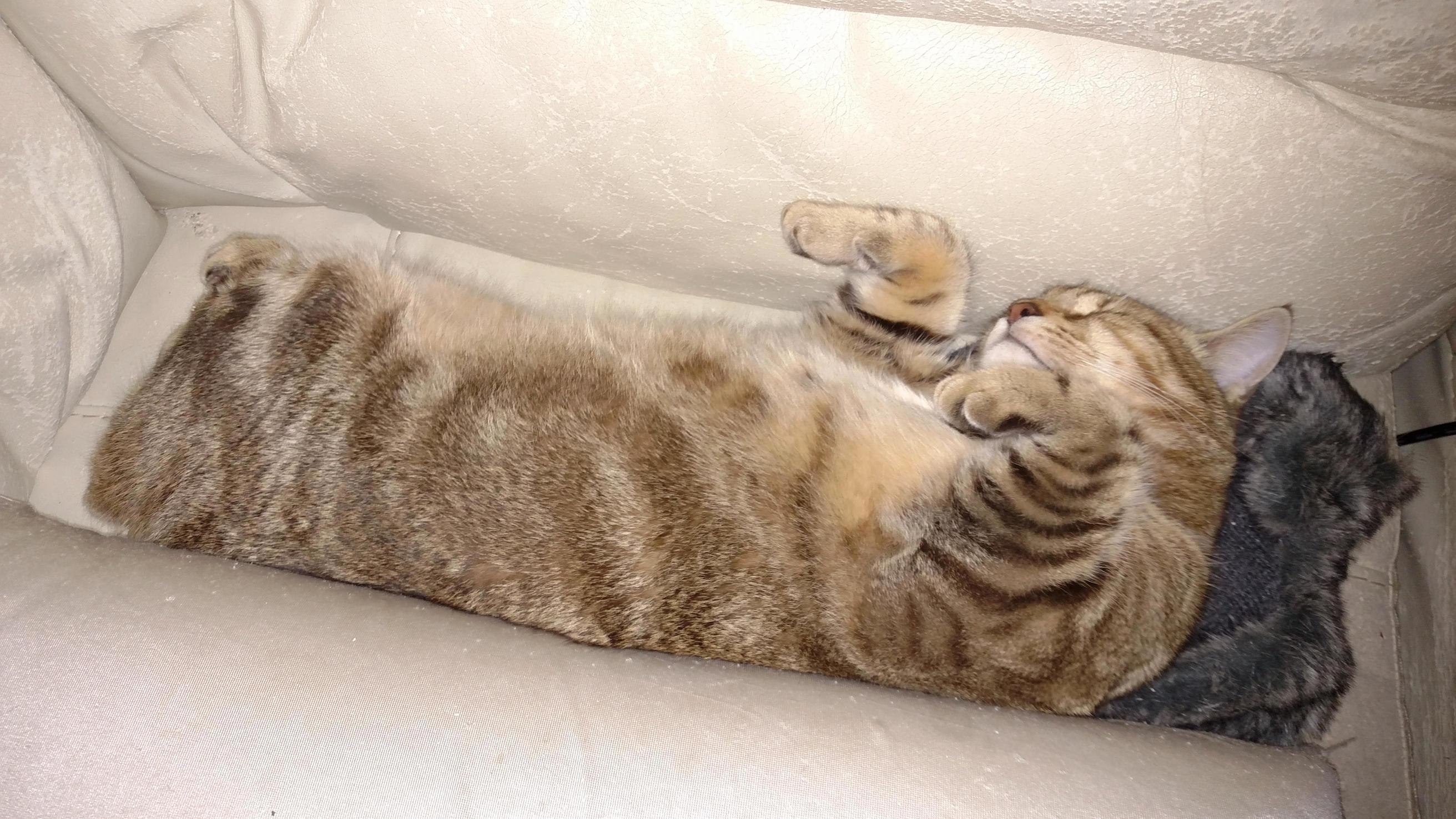 Rectangle