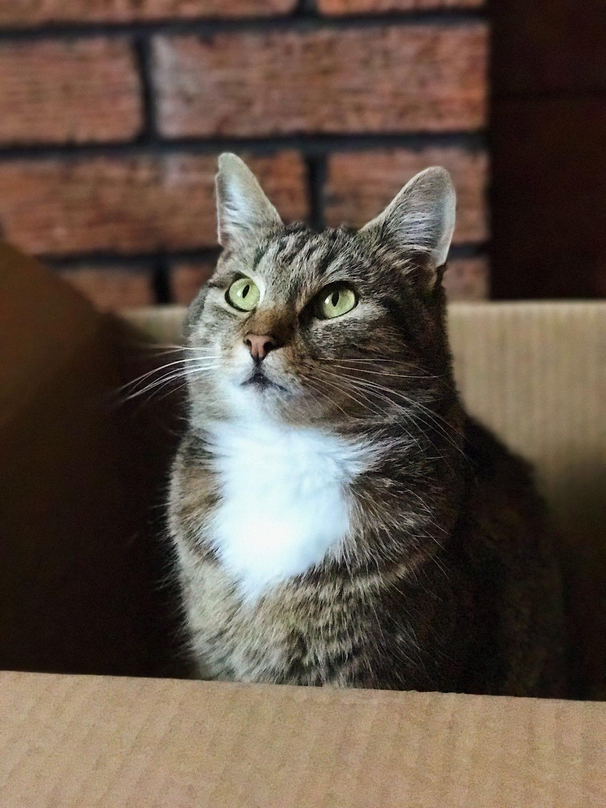 Reddit, Meet Bucky! He Has Separation Anxiety but As Long As He Has Me and His Cardboard Box He Is a Happy Chappy