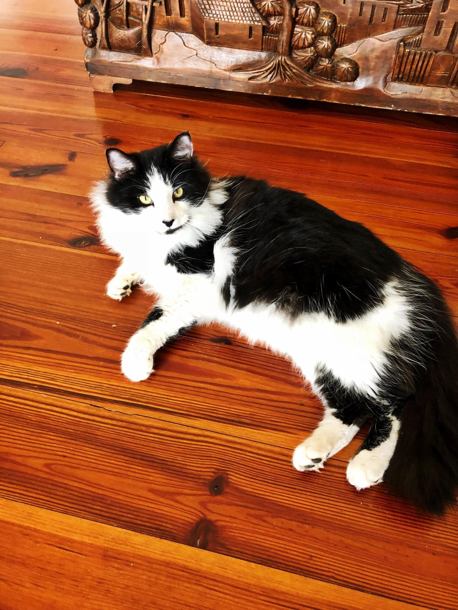 Reddit, Meet Cooper. Our Domestic Shorthair We Adopted As a Kitten Last Year