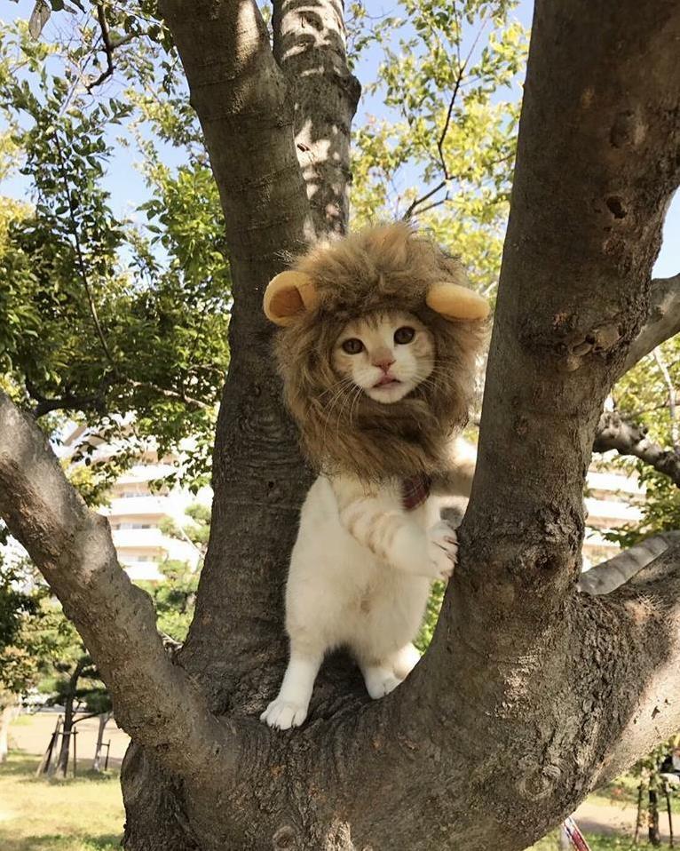 Roar Im the Lion King