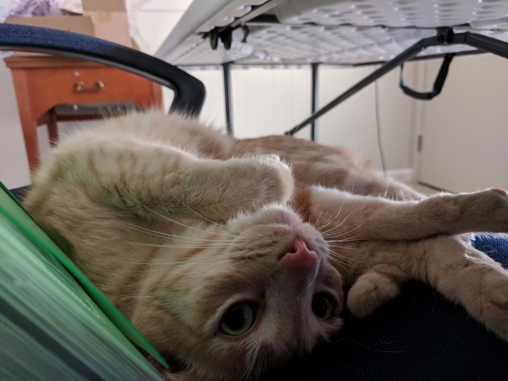 Ruff Likes to Sleep Like This