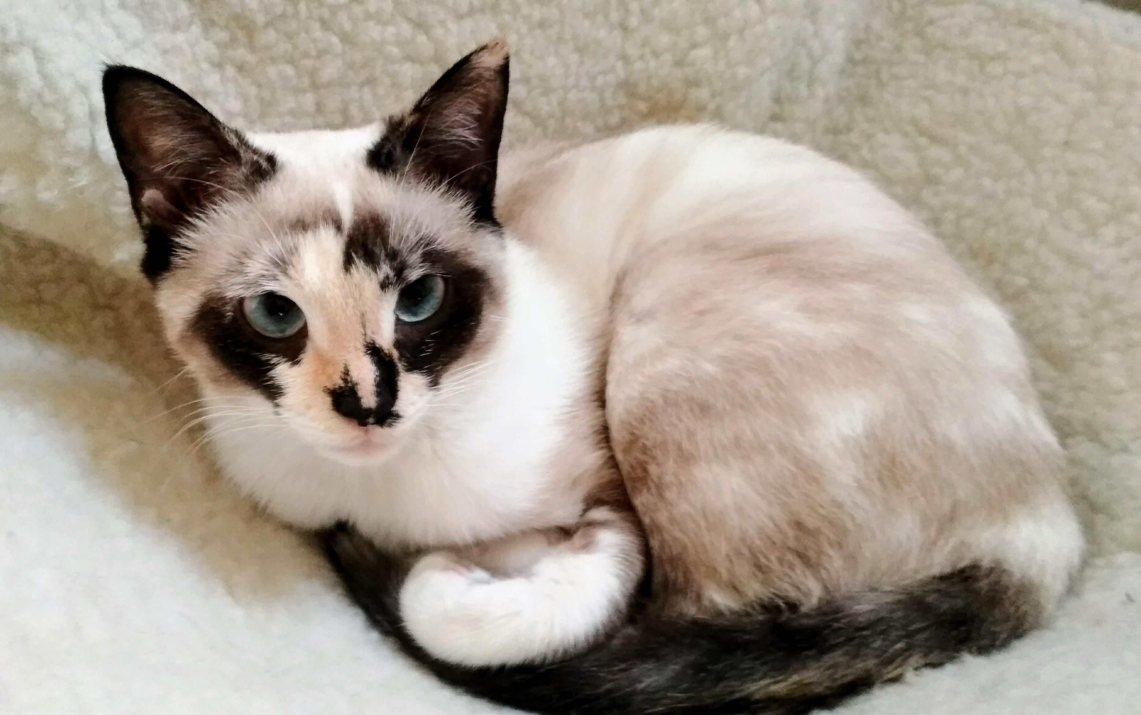 Saved and Sheltered from the Wildfires in Portugal Last Summer She Ended Up Being Part of Our Family in December. Please Welcome Saartje.