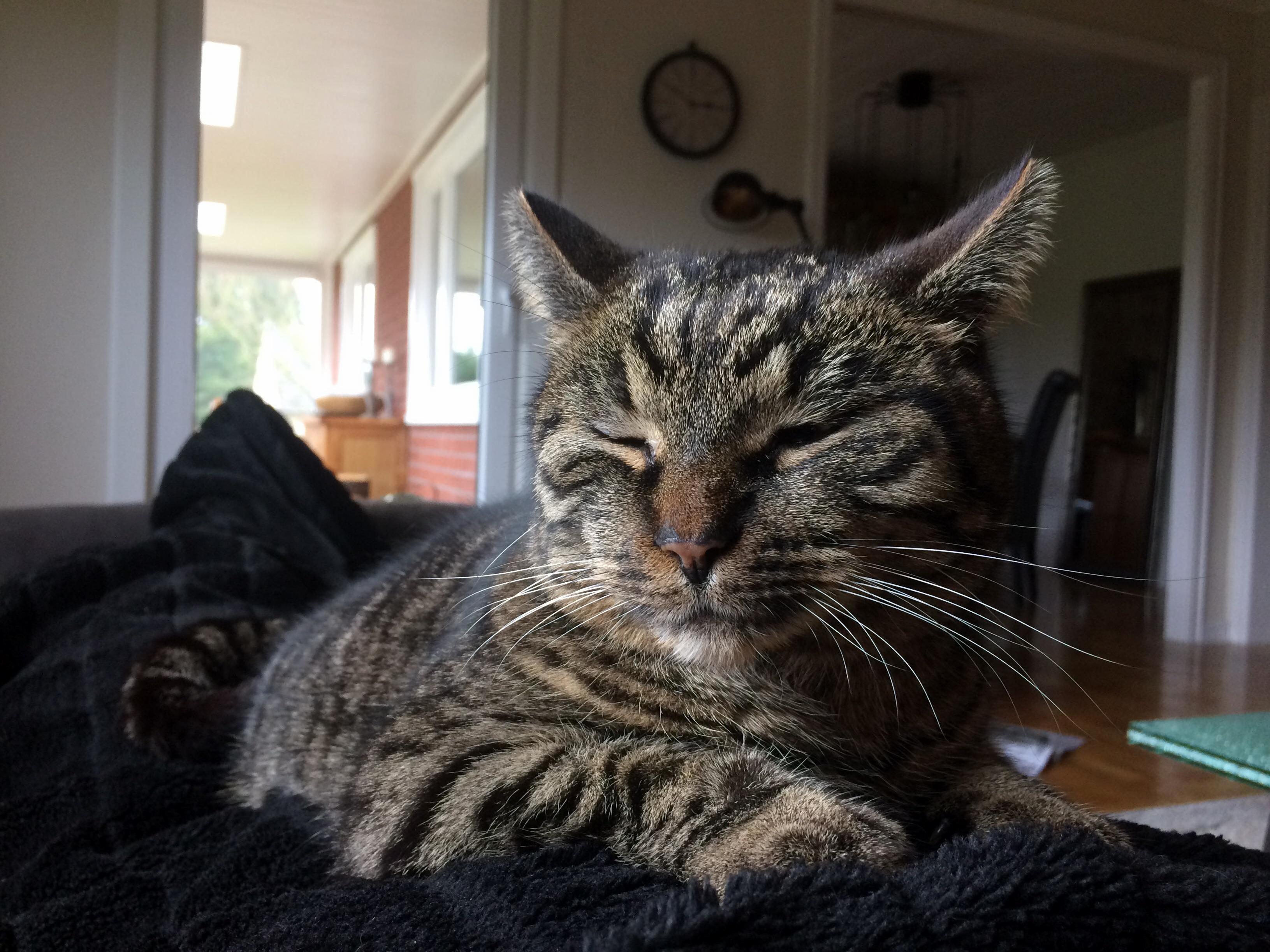 Say Hi to Matze (Short for Mathias in German). He Came to Us Exactly 9 Years Ago, Had to Rescue Him Out of a Tree. Hes the Cuddliest Cat Ive Ever Had.