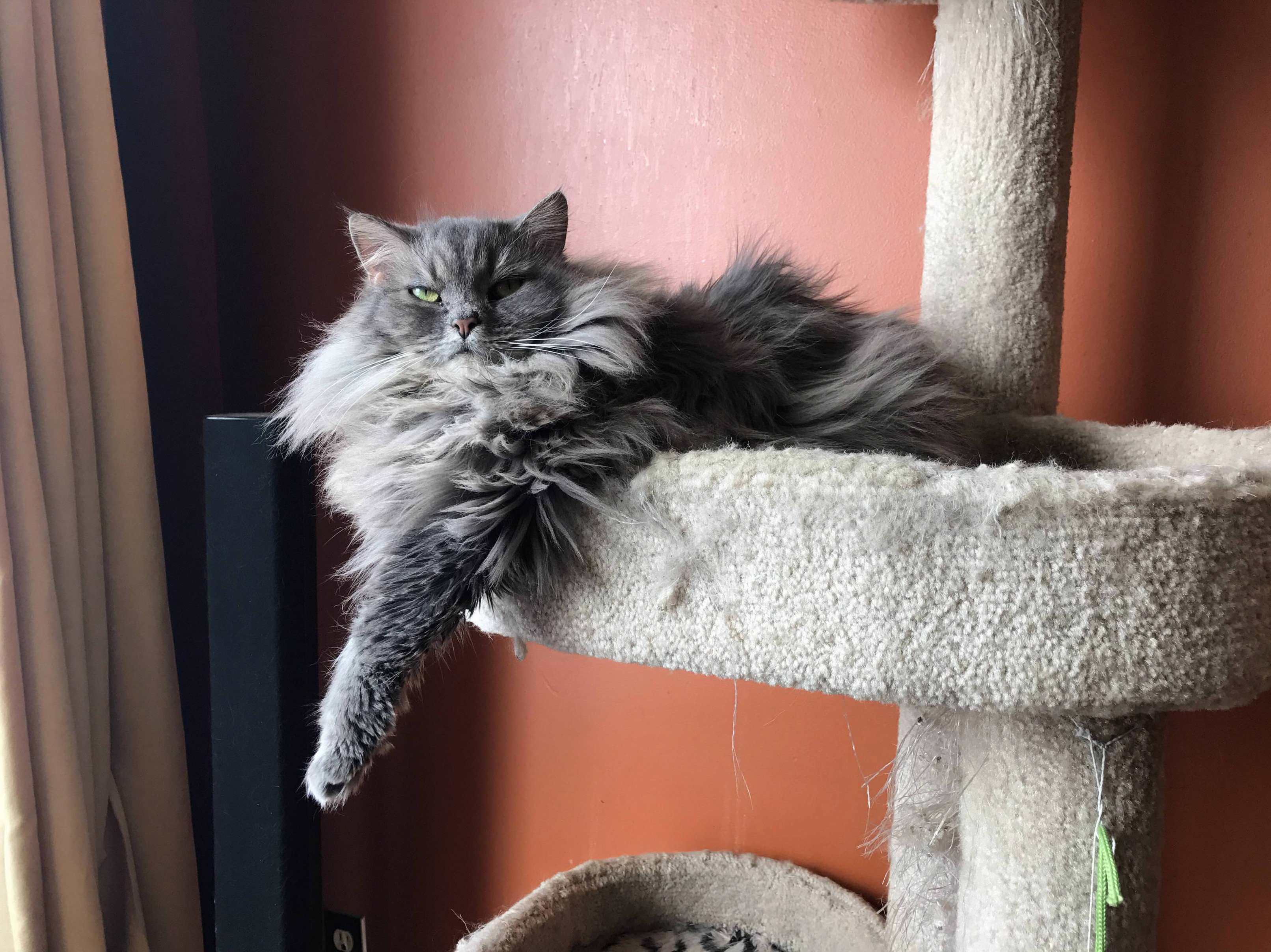 Scooter aka Chunky Monkey aka Fatty