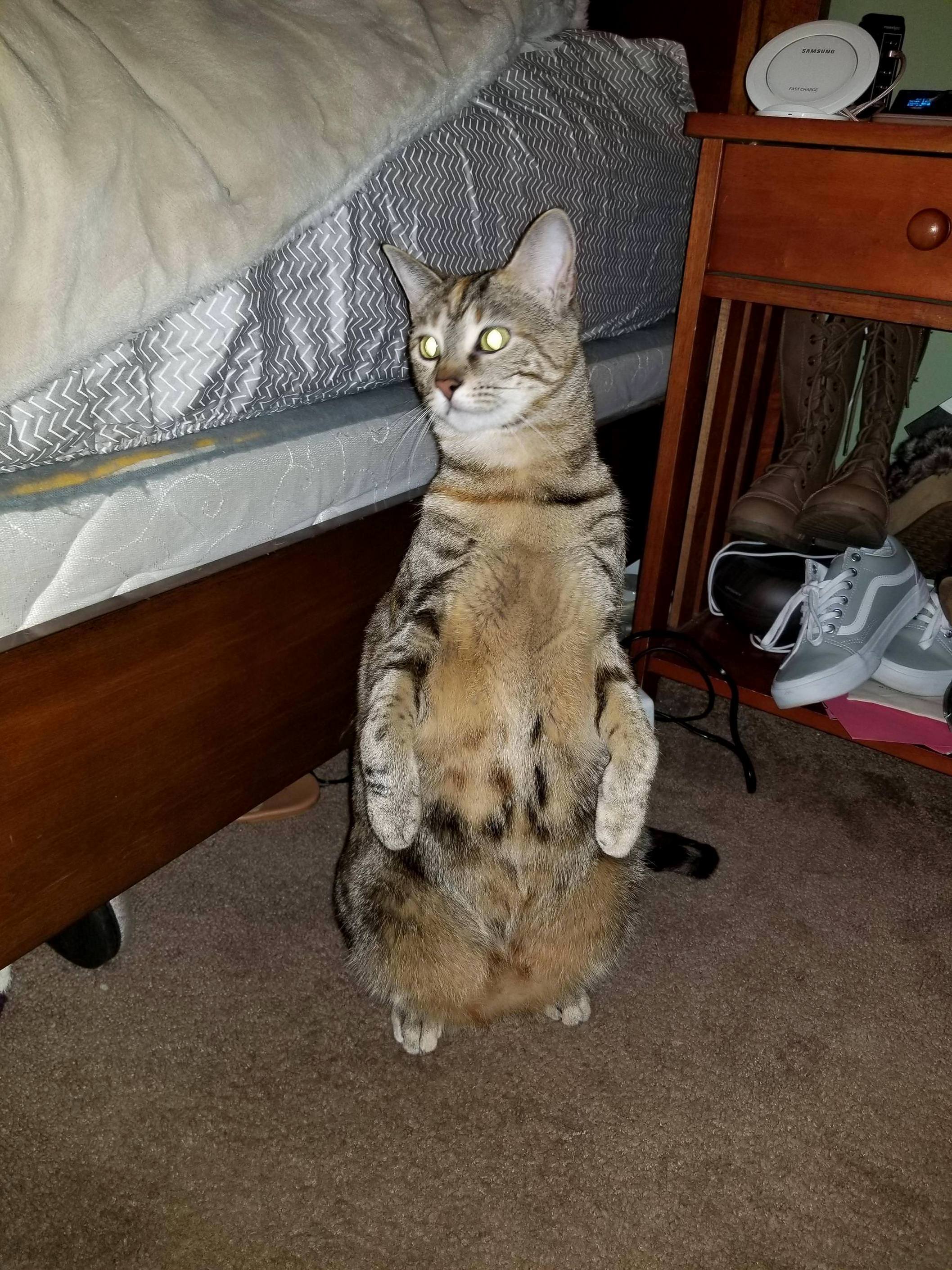 She Identifies As a Kangaroo.