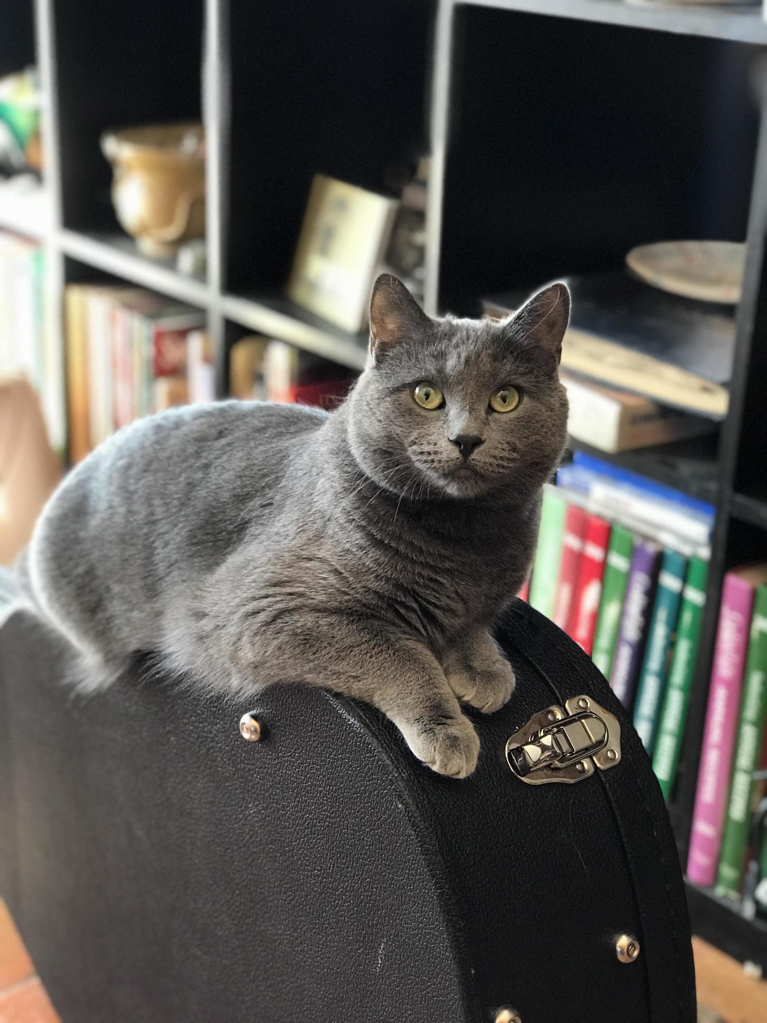 She Is Seriously the Most Photogenic Cat Ever!!