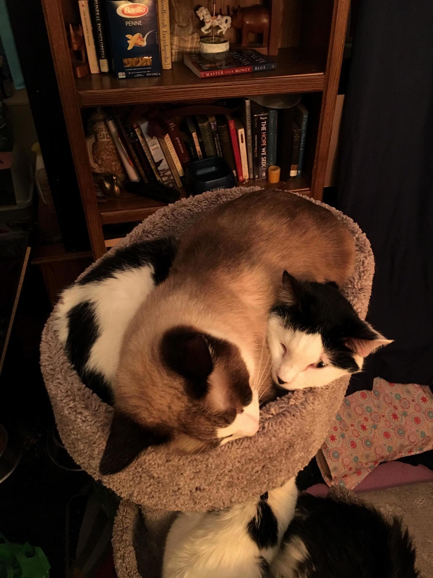 She Kept Stealing the Top Basket on the Tree So He Improvised