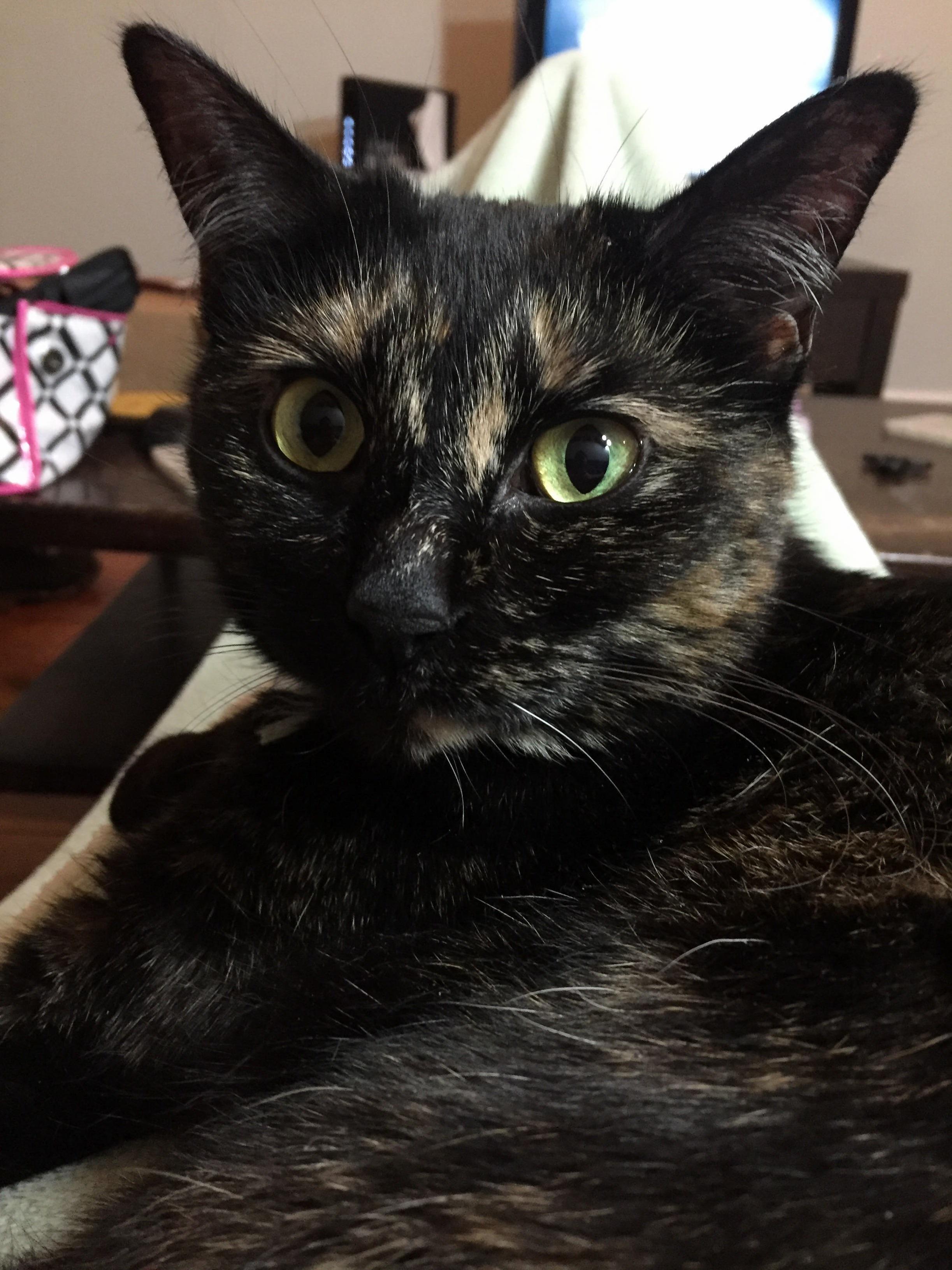 She Looks Beautiful and Elegant but Five Minutes Later She Dug Through the Trash to Chew on a Plastic Bag