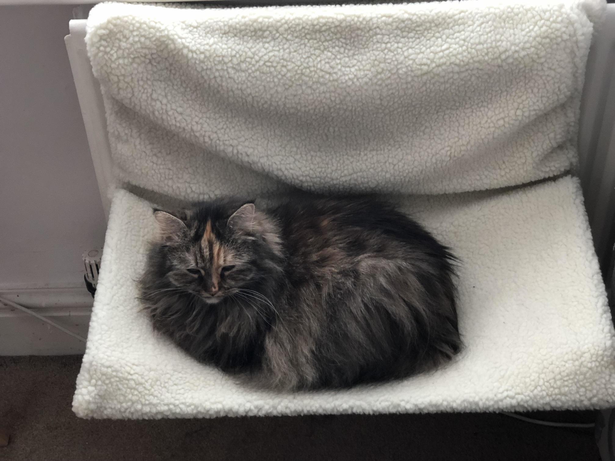 She Loves Her New Radiator Bed