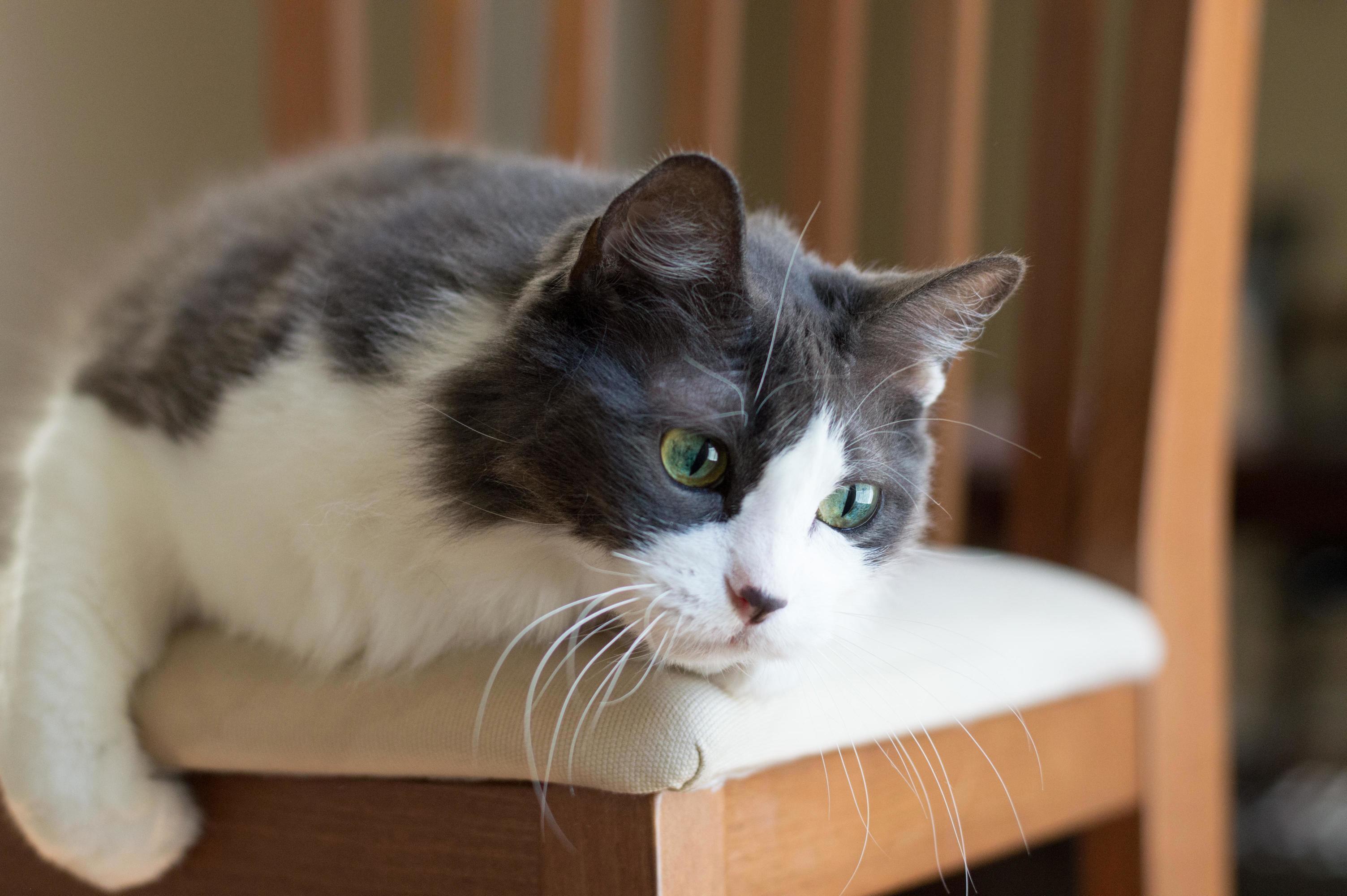 She May Be a Senior Kitty, but I Think Shes Still Glamorous.
