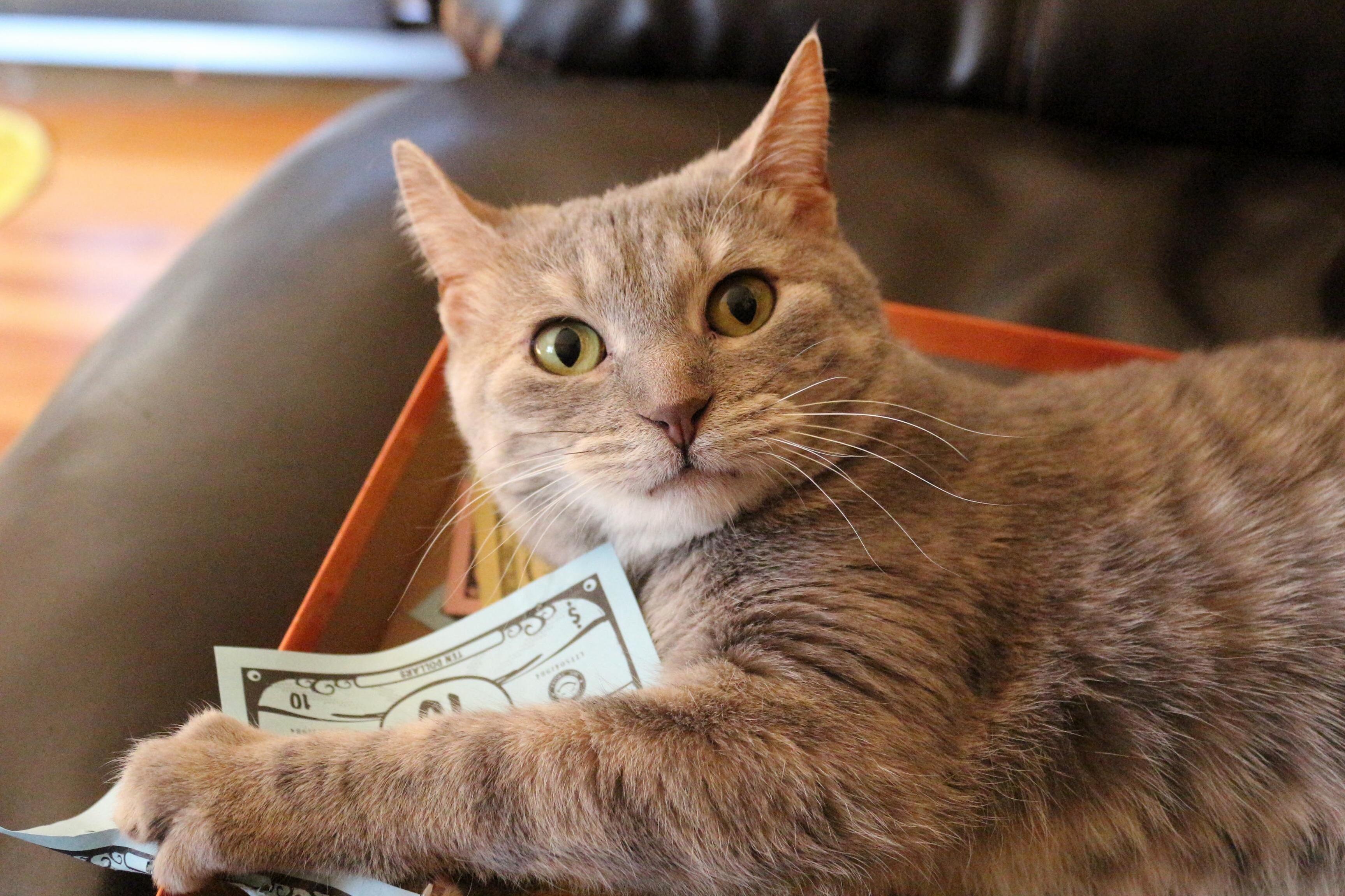 She Takes Cat-opoly So Serious
