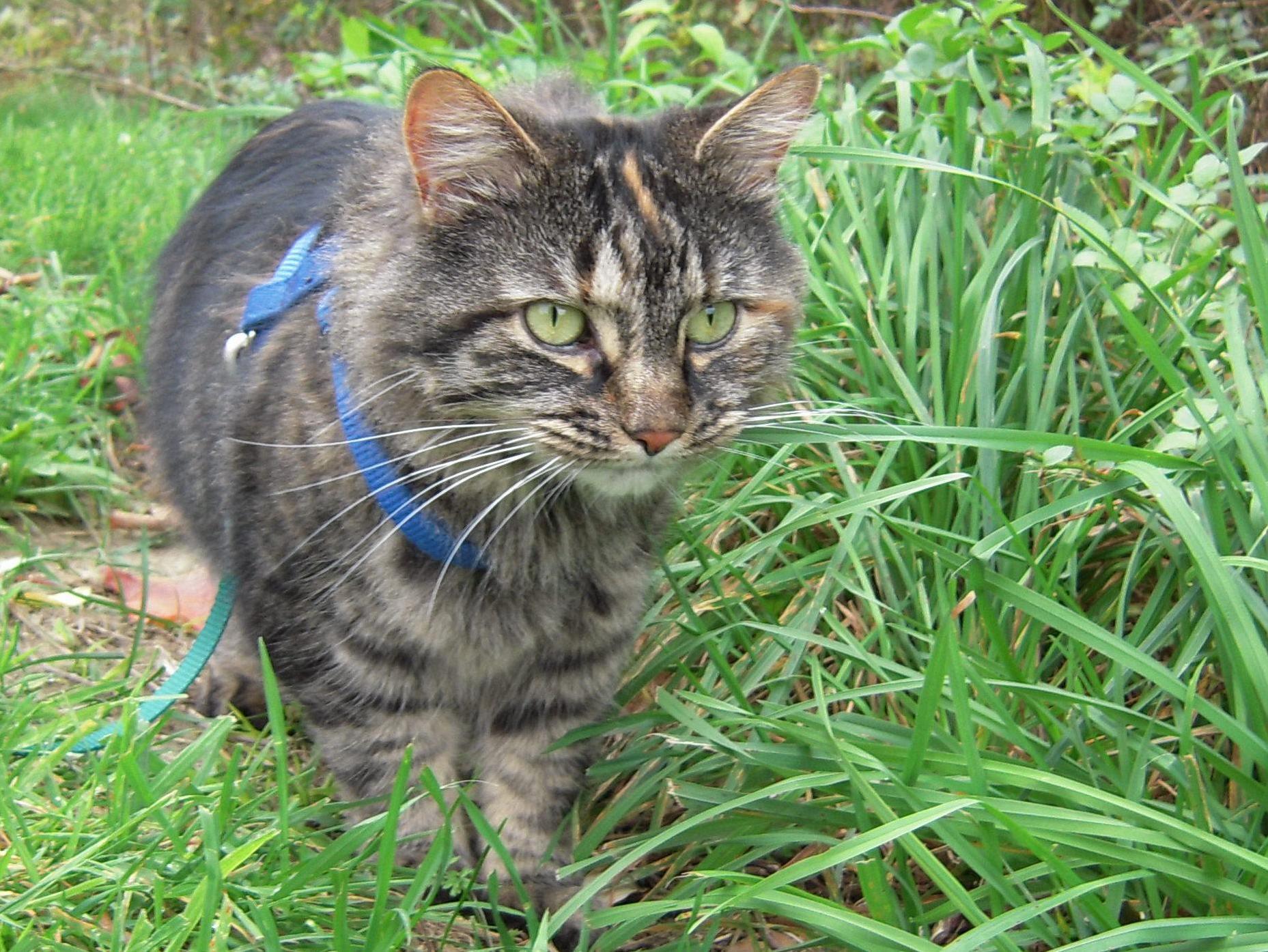 Shelby Loves Taking Walks Outside