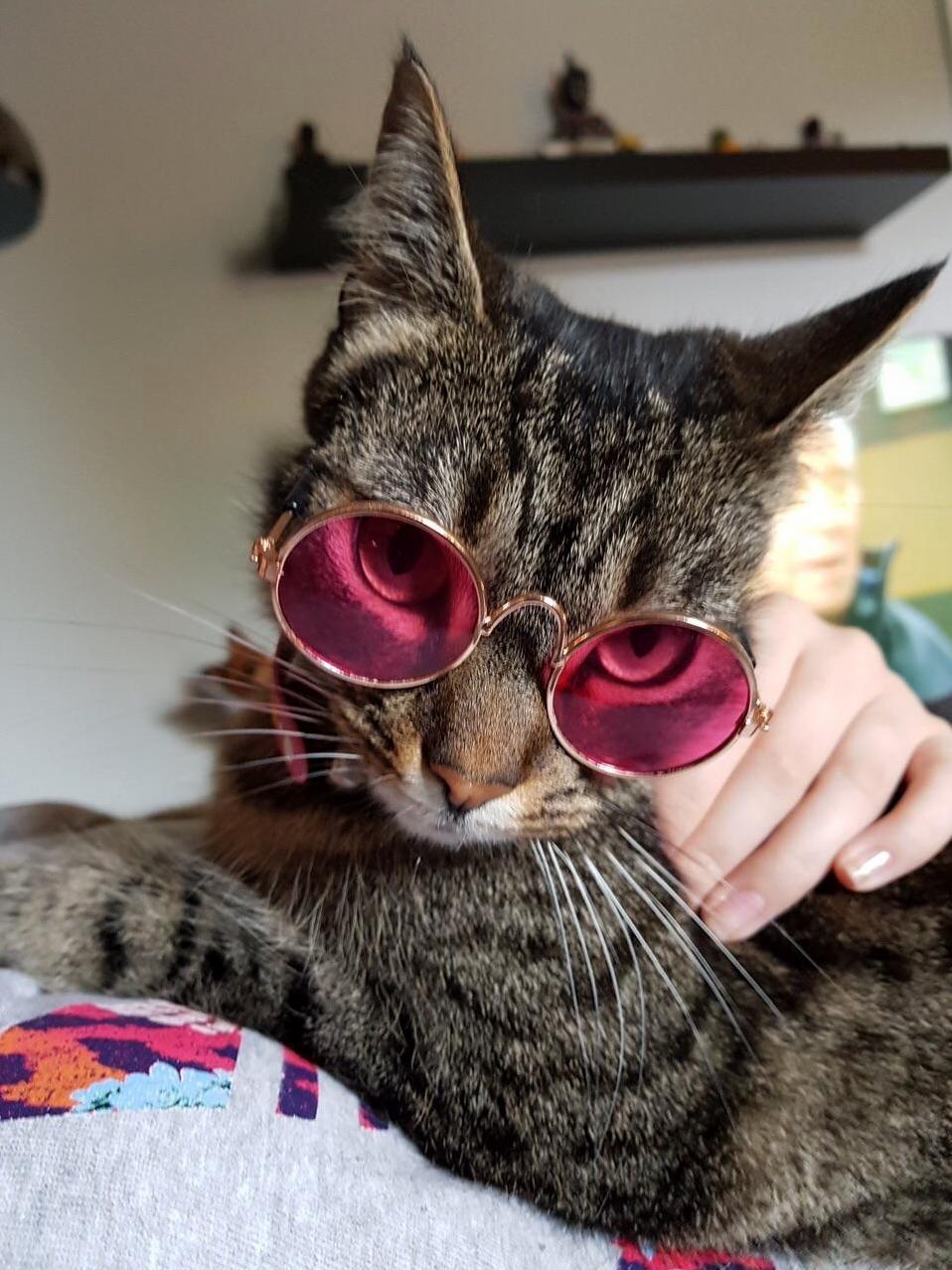 Sir Elton Paws