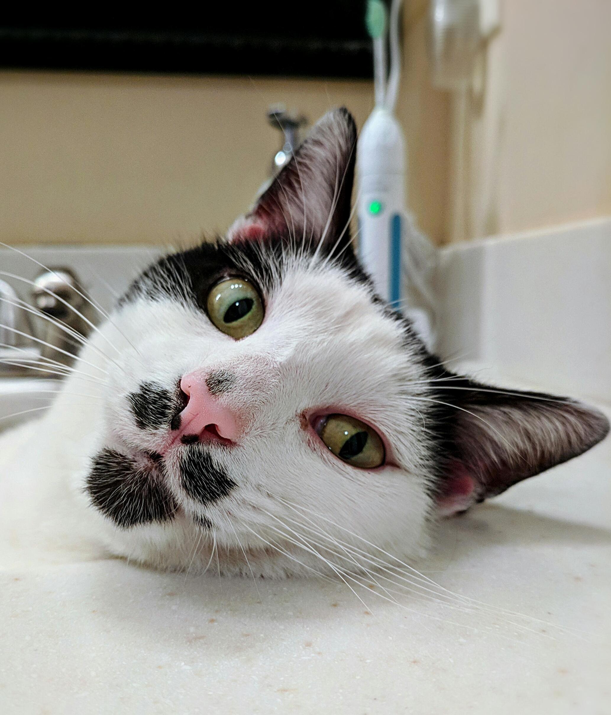 Sir Nibbler Taking Over My Bathroom