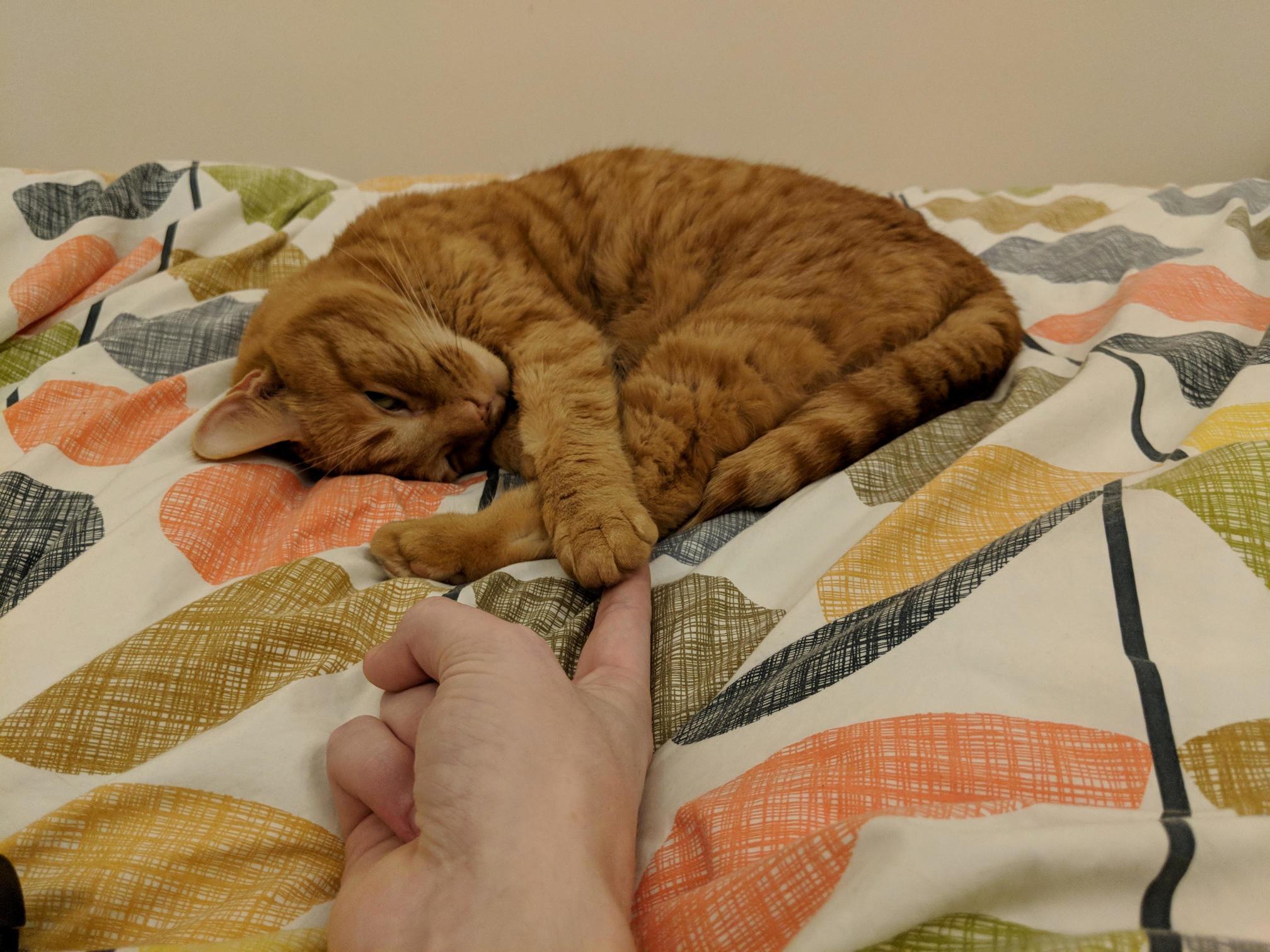 Sleepy Kitty, Happy Kitty