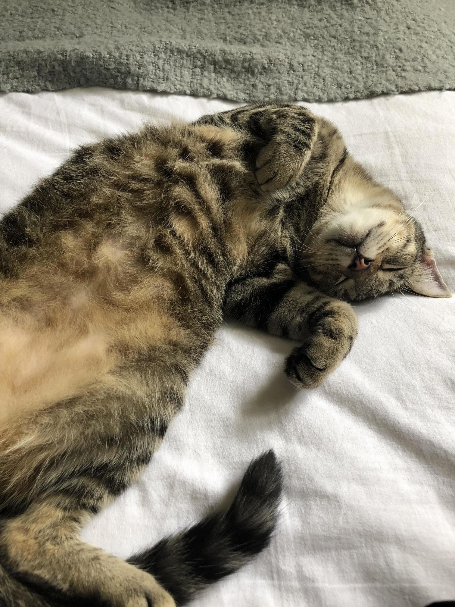 Sleepy Lucas