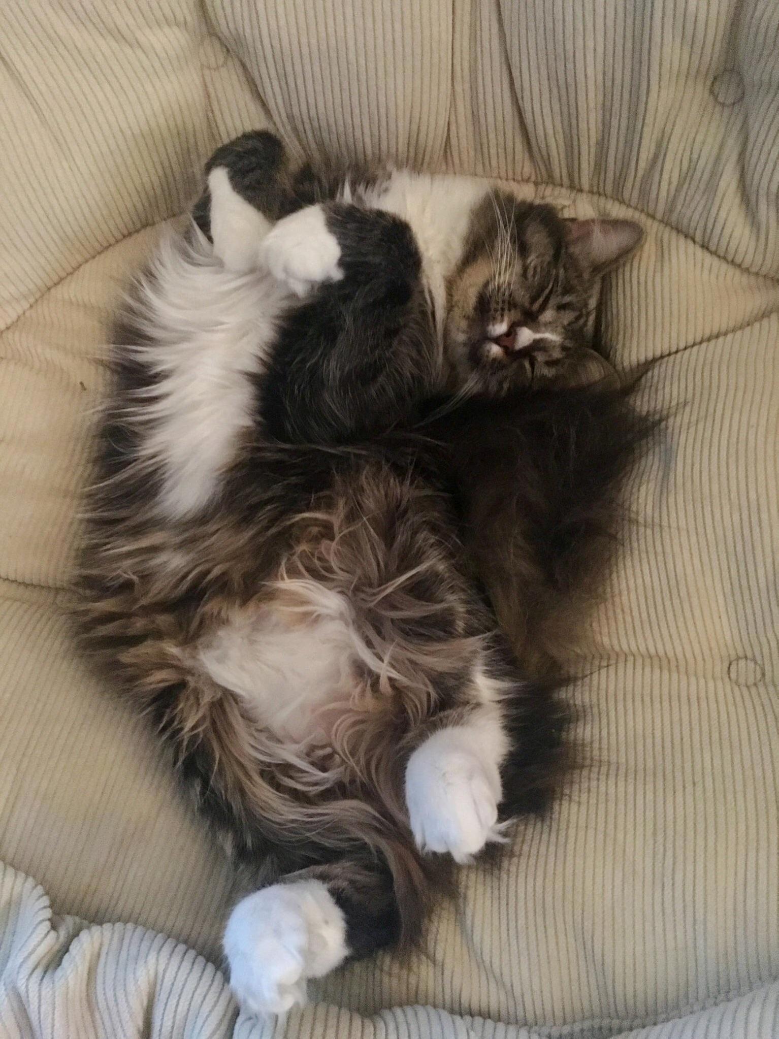 Sleepy Mei