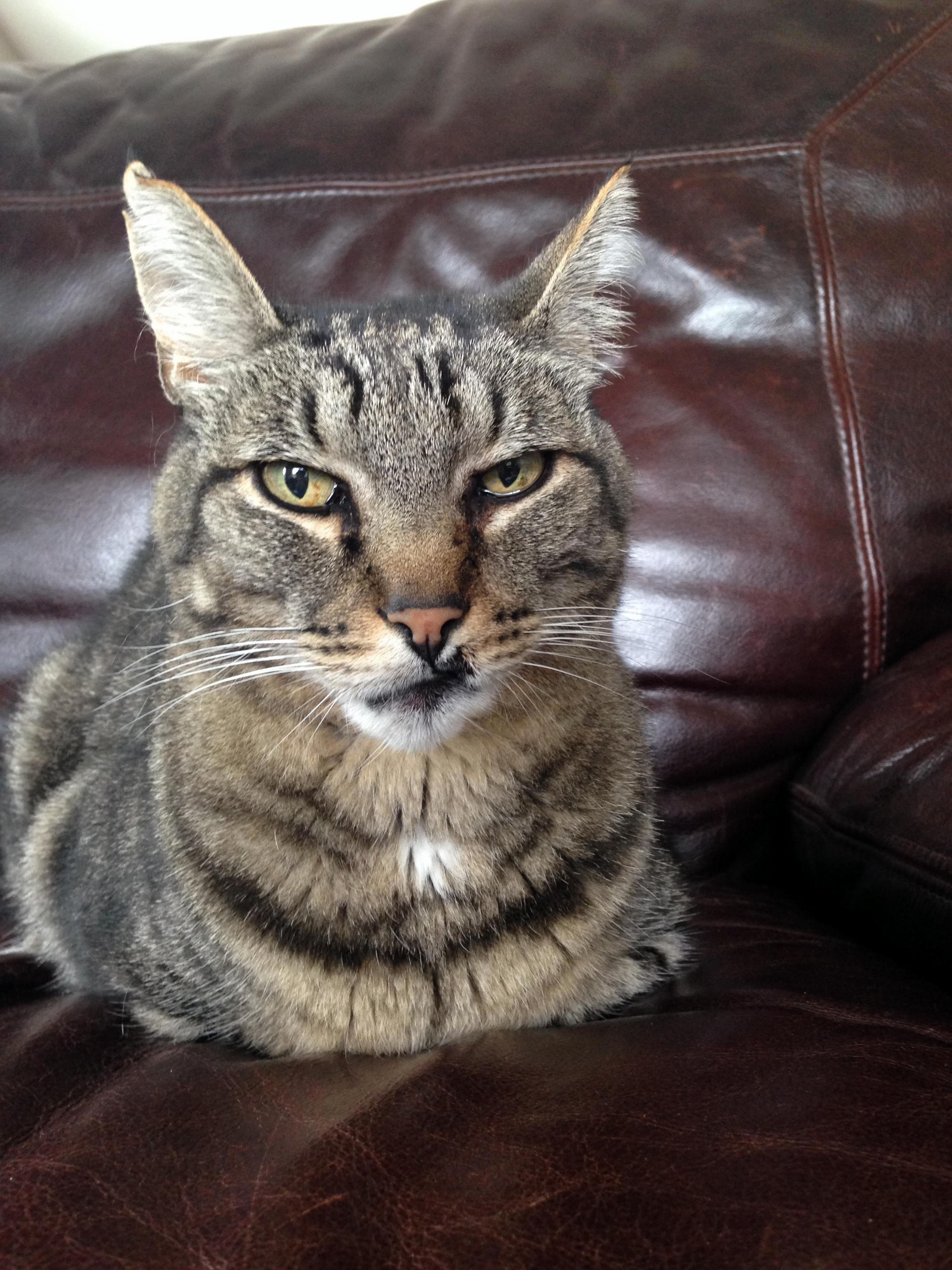 Snapper the Battle Cat. This Was His Happy Face