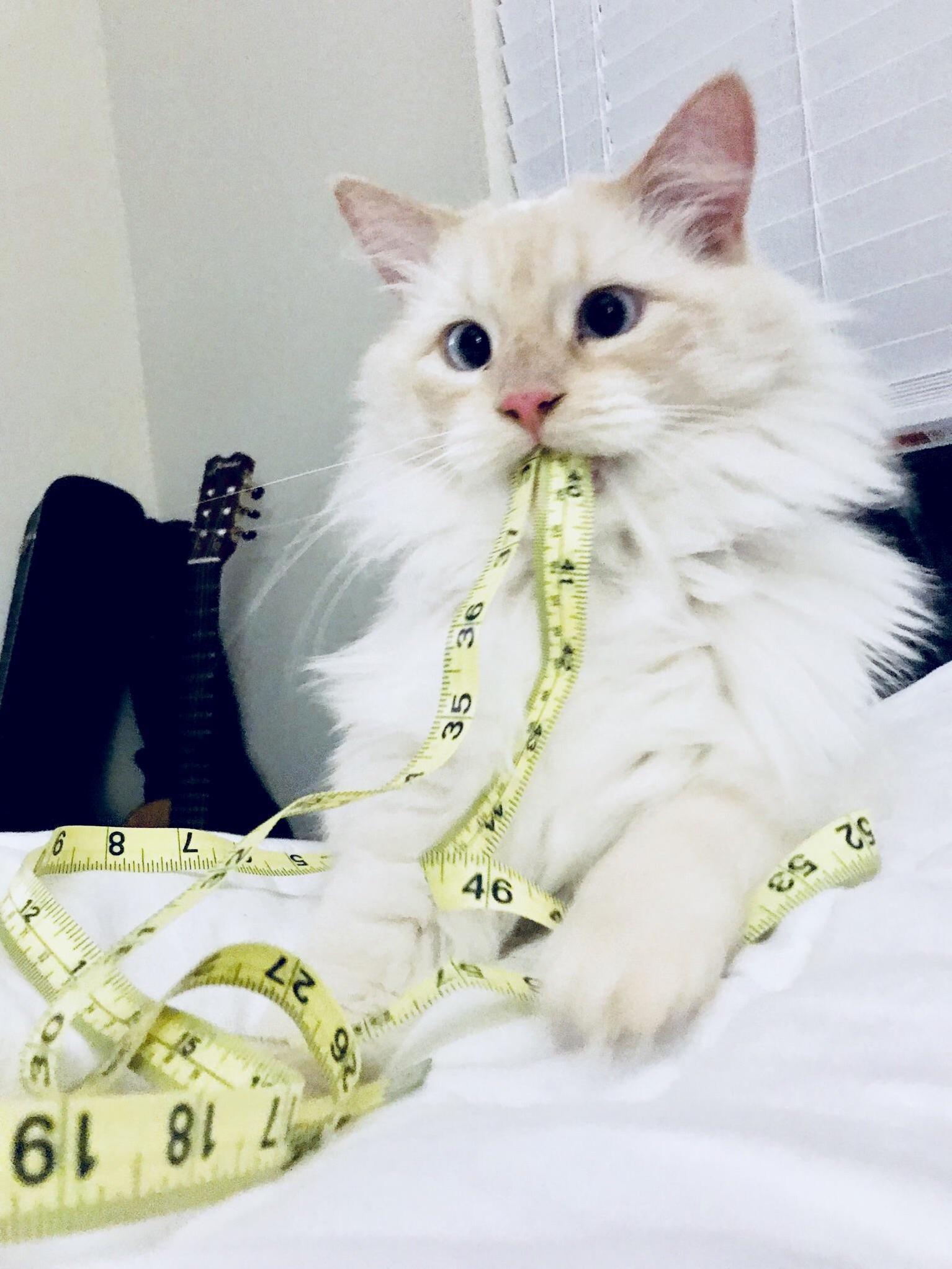 So Much Derp in One Kitty.