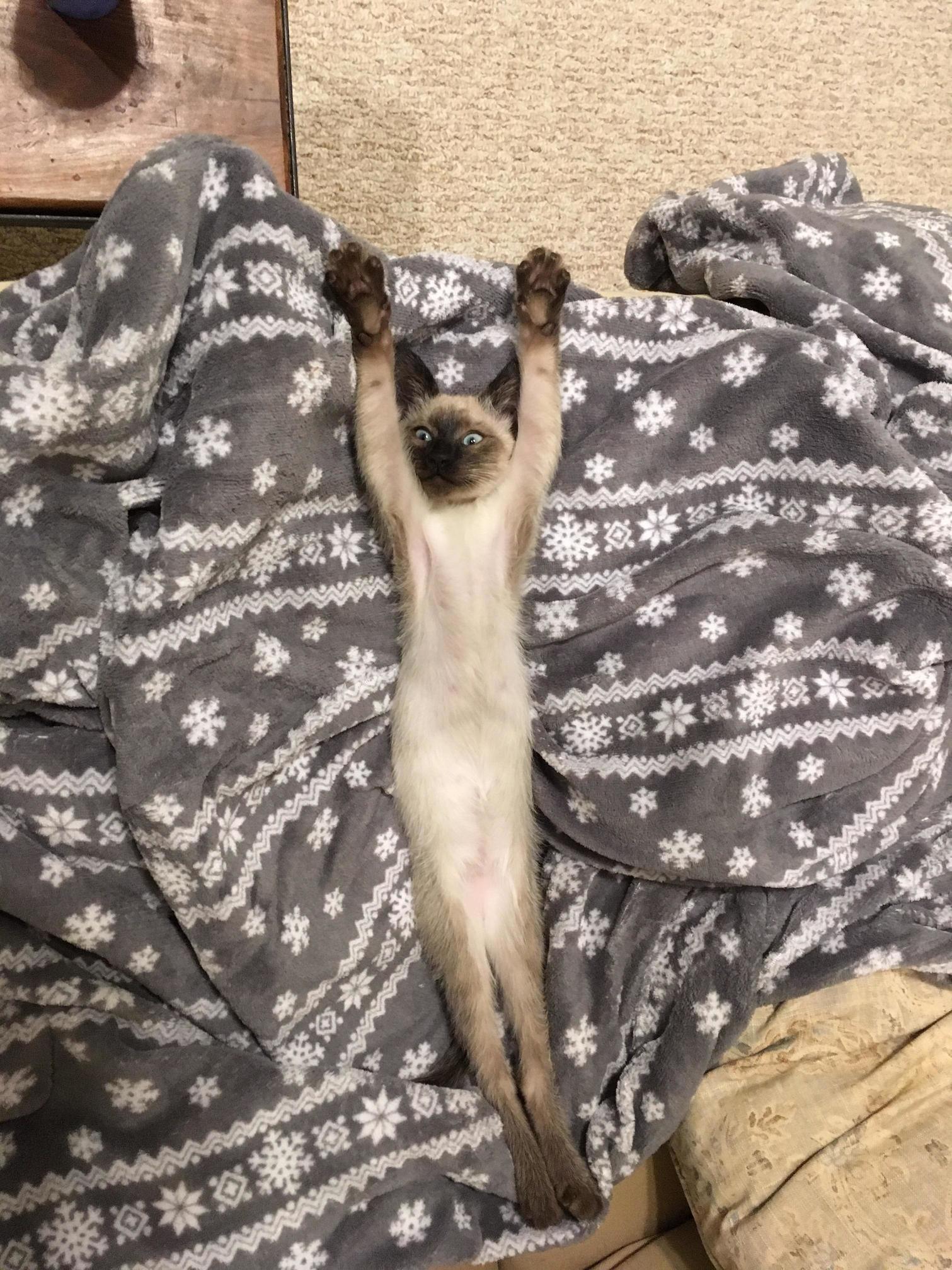 So We Showed Our New Kitten Our Heated Blanket. This Was the Result...